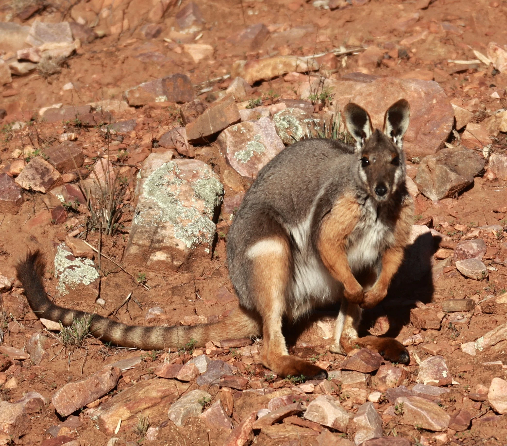 Yellow-footed Rock-wallaby (Petrogale xanthopus) Warren Gorge National Park - 600mm - South Australia