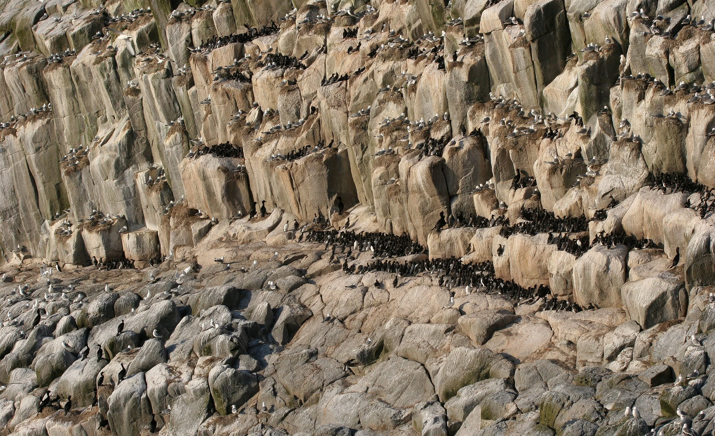 Uria lomvia eleonorae - THICK AND THIN-BILLED MURRES MIXED WITH KITTIWAKES AND RED-FACED CORMORANTS - BIRD BAZAARS COMMANDERS  (23).jpg