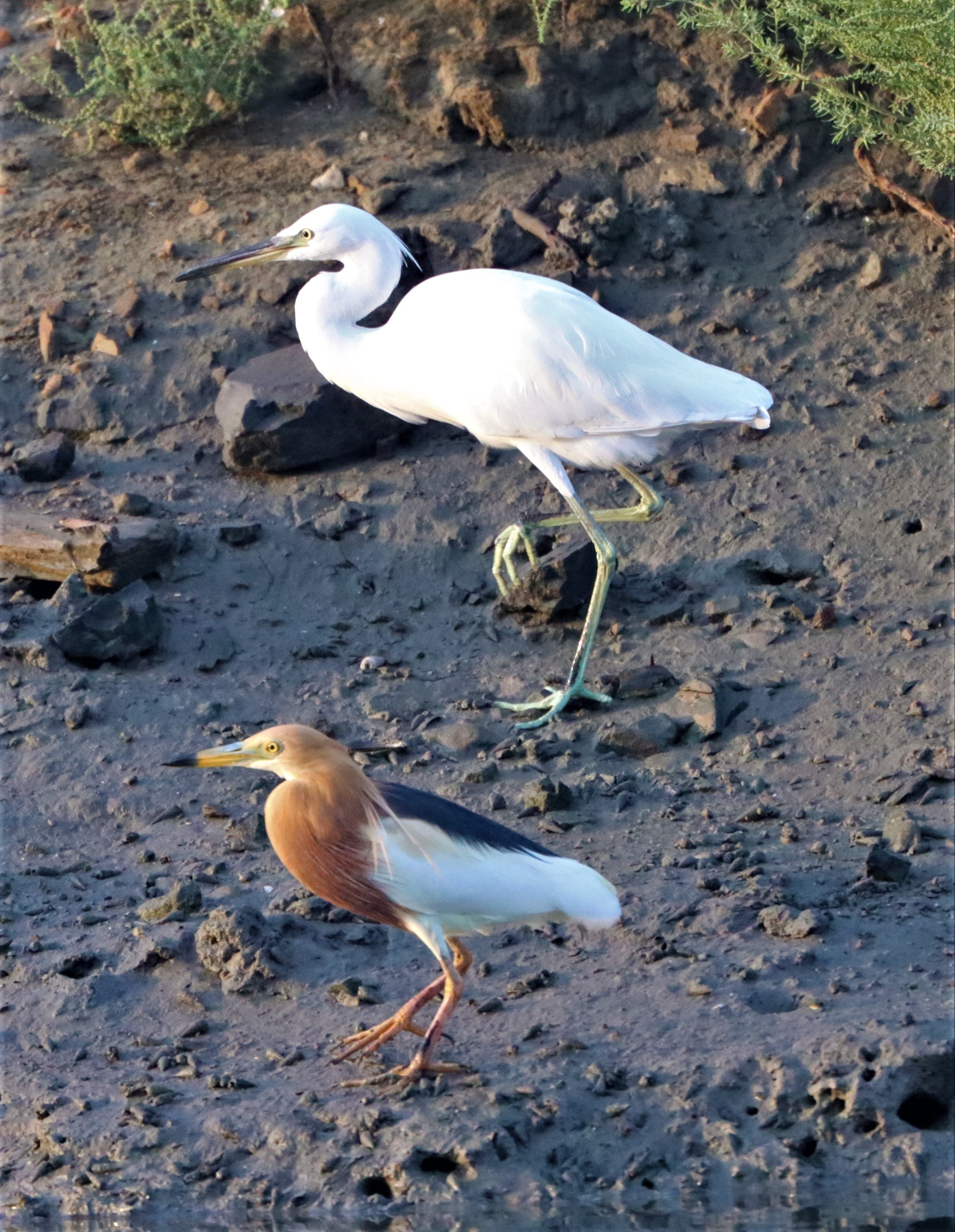 EGRET - CHINESE EGRET - Egretta eulophotes - LAEM PAK BIA PETBURI (24).jpg