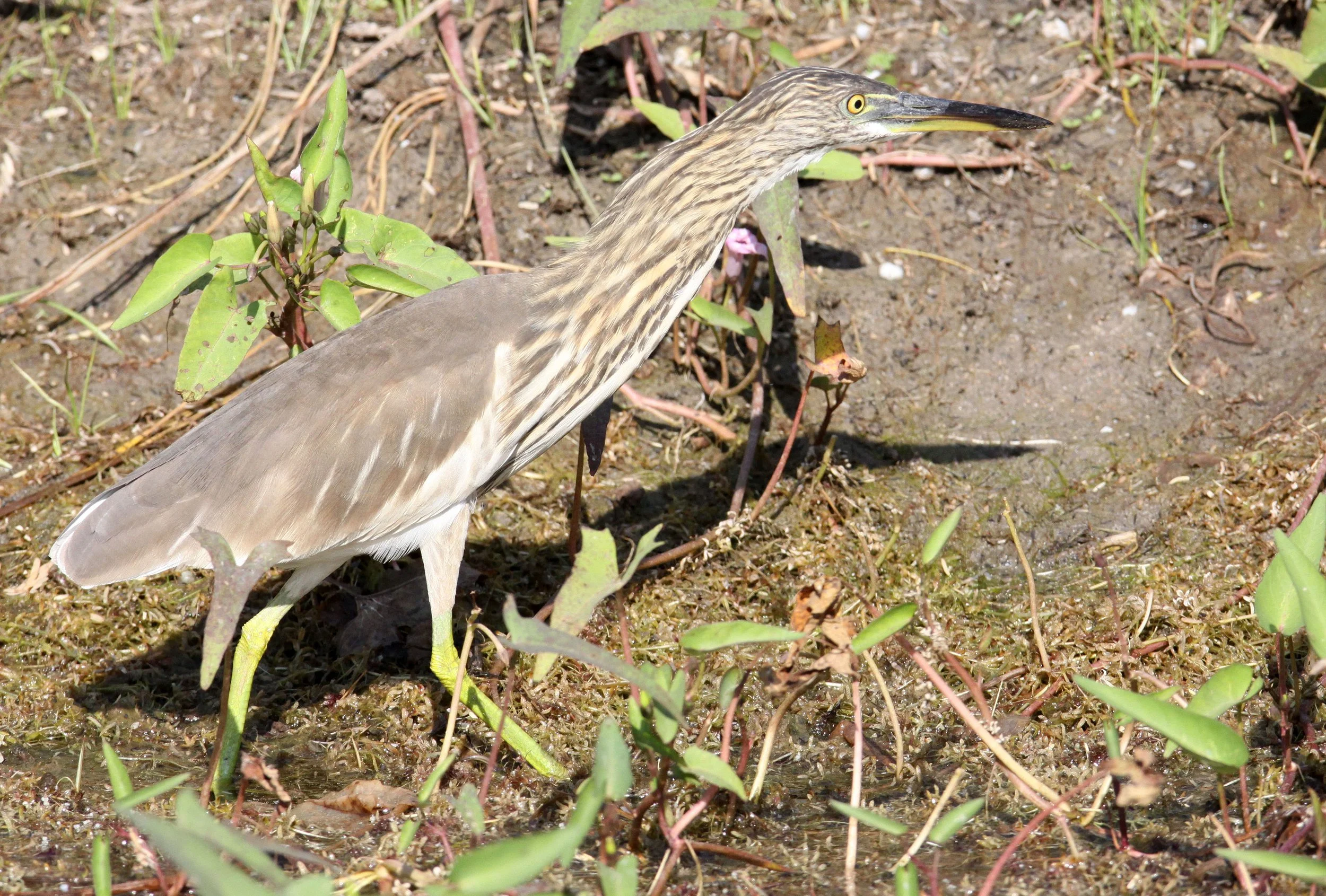 HERON - INDIAN POND HERON - Ardeola grayii - LITTLE RANN OF KUTCH GUJARAT INDIA (4).JPG