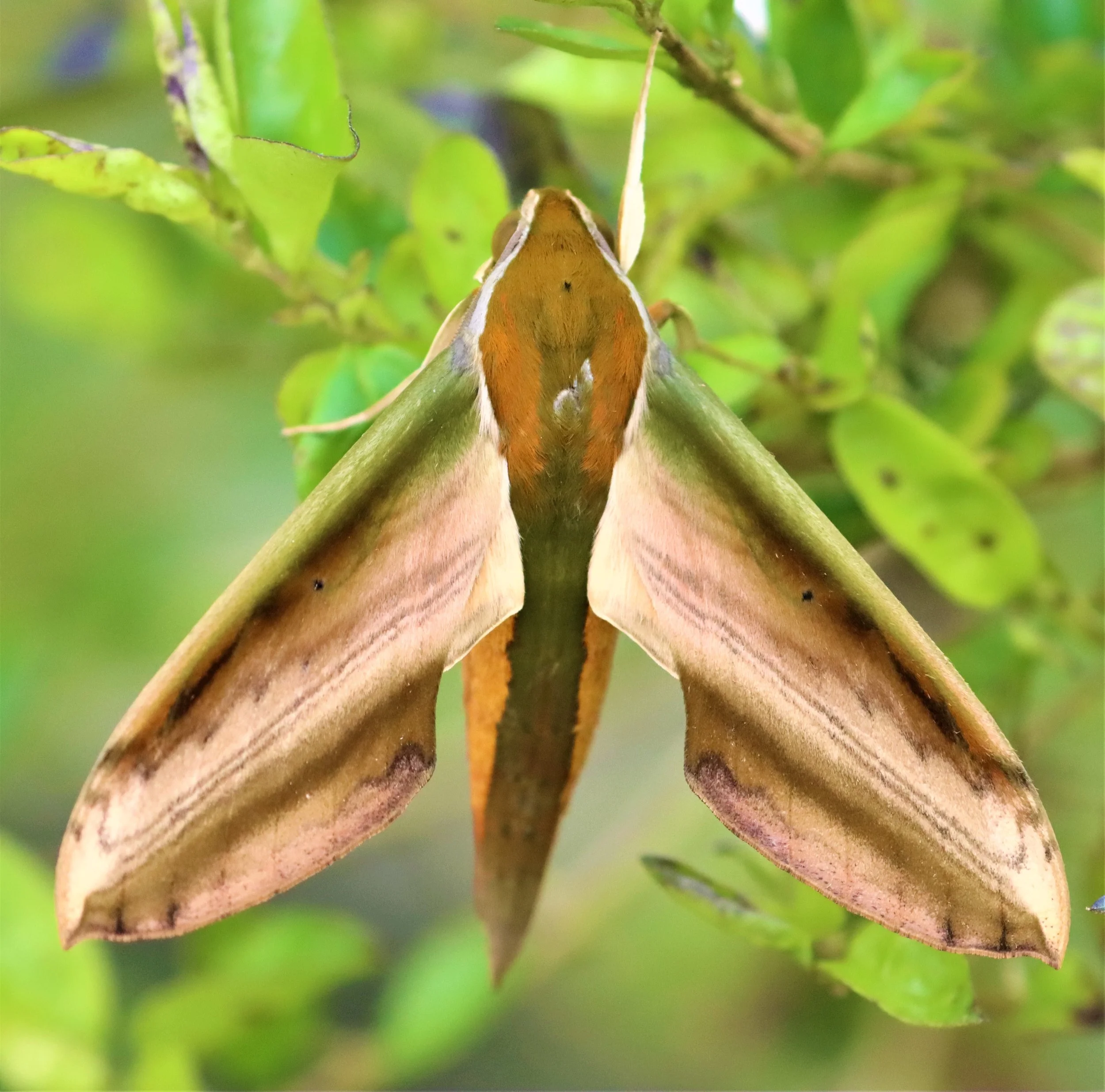 Yam Hawk Moth (Theretra nessus). 