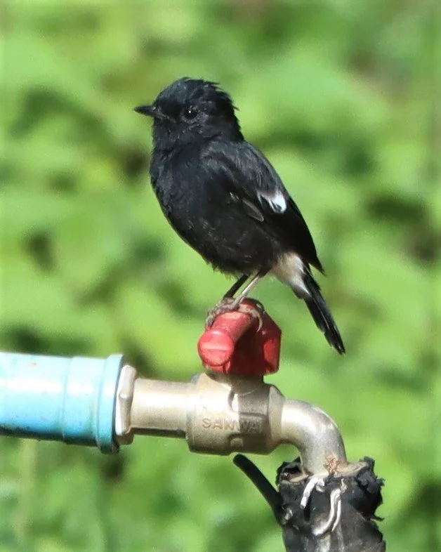 BUSH CHAT - PIED BUSH CHAT - Saxicola caprata - DOI ANG KANG CHIANG MAI (12).jpg