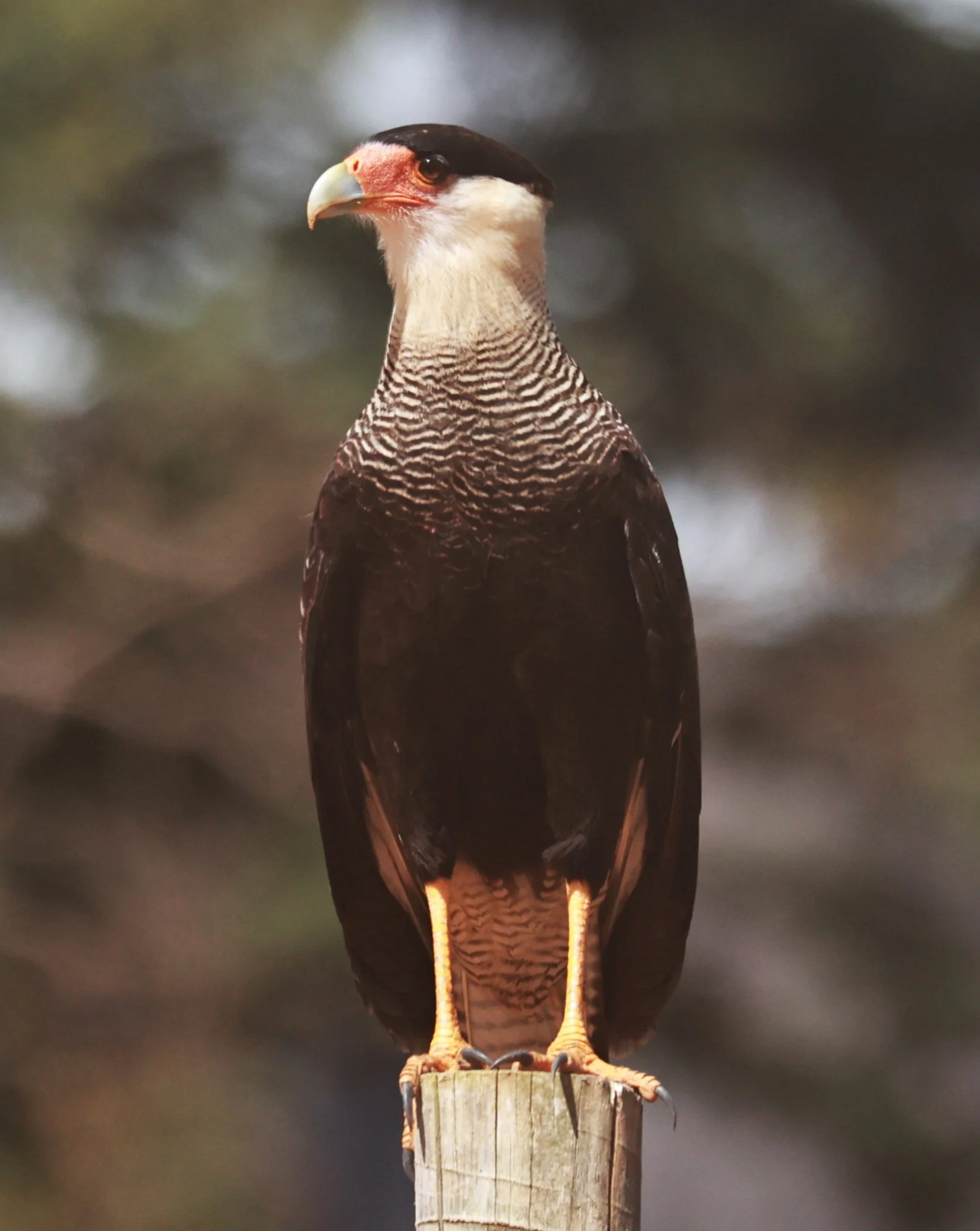 Caracara - Crested Caracara - Caracara plancus - Feliciano Miguel Abdala Reserve, Espirito Santo Brazil (20).JPG