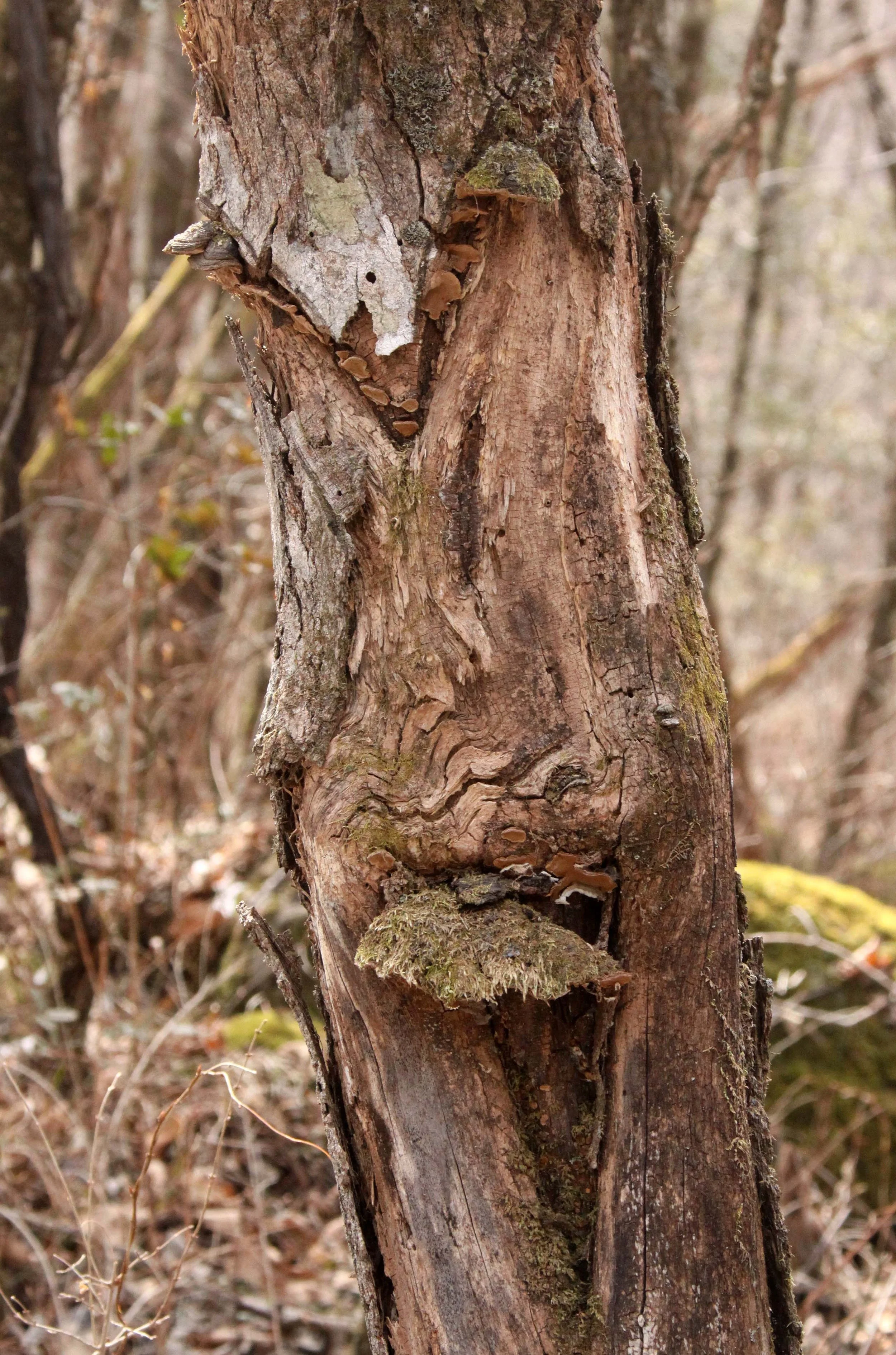 FOPING NATURE RESERVE - SHAANXI PROVINCE CHINA (261).JPG