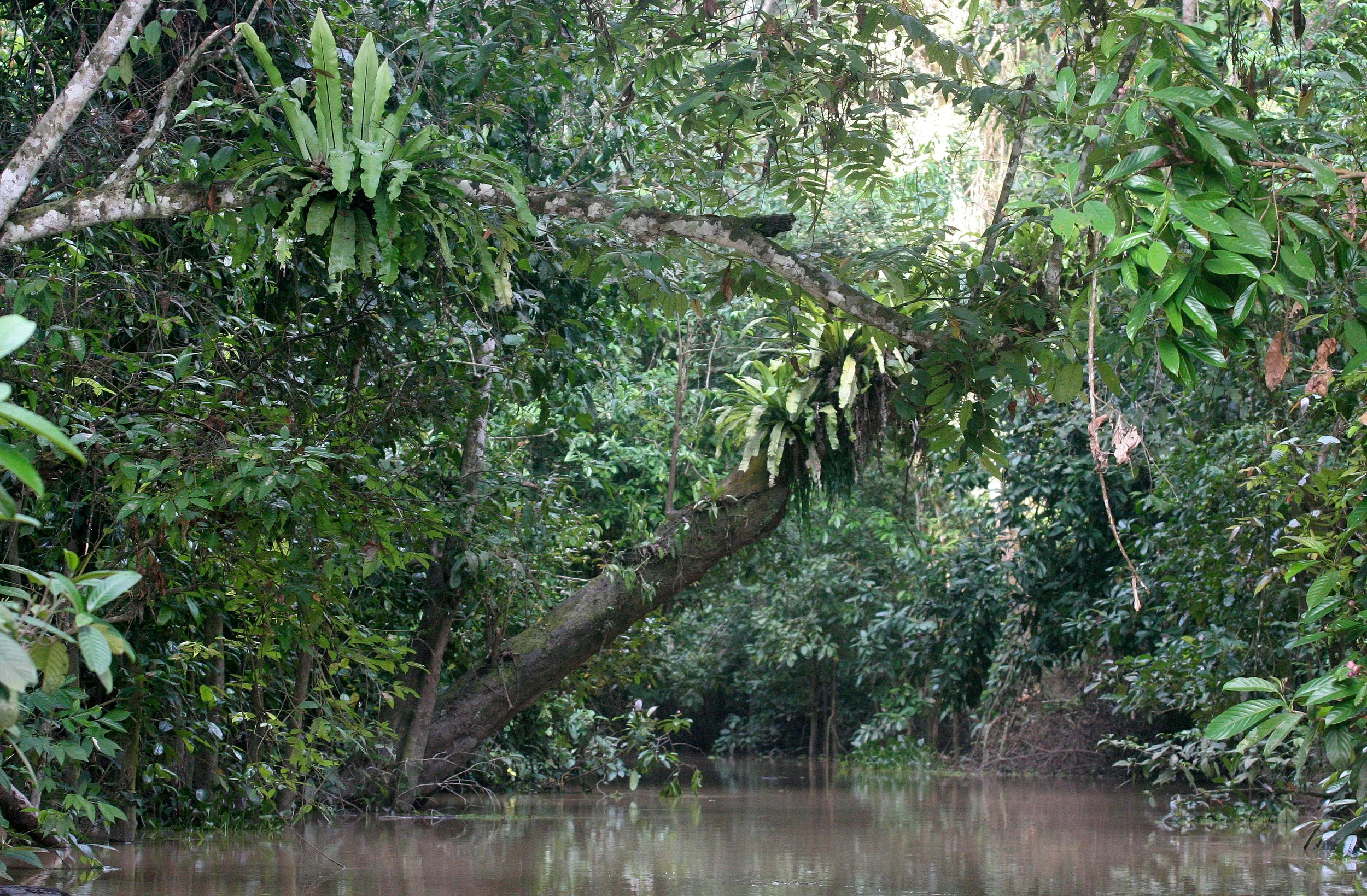 KINABATANGAN RIVER BORNEO - TRIBUTARY.JPG
