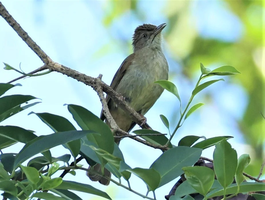 Baker's Bulbul (Iole cinnamomeoventris)
