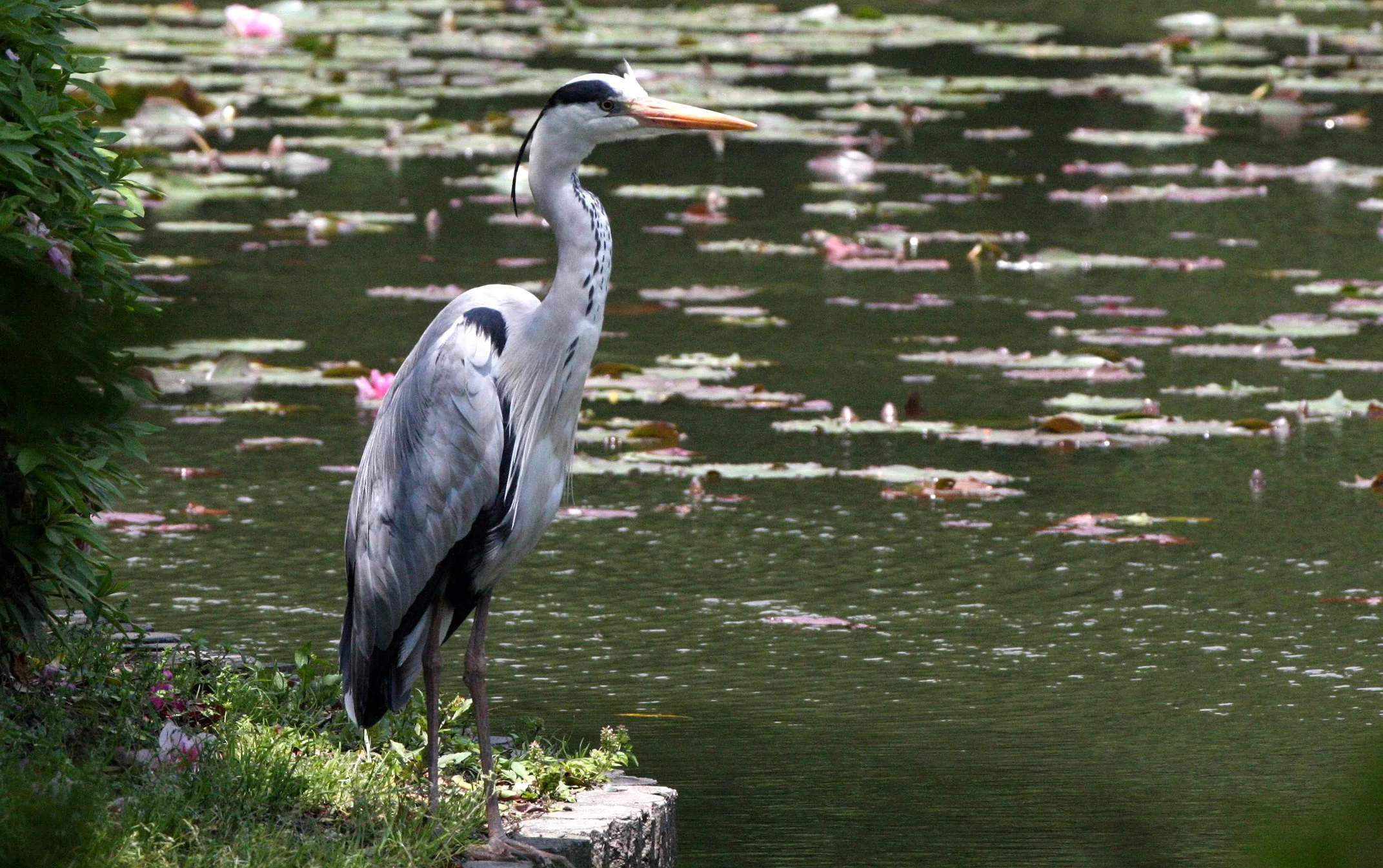 HERON - GREY HERON -  Ardea cinerea - RYOANJI POND - KYOTO JAPAN (2).JPG