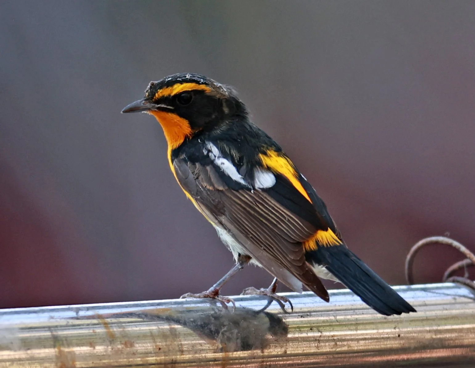 Flycatcher - Narcissus Flycatcher - Ficedula narcissina - Bang Pu Mangrove Forest Reserve, Samut Prakan March 30, 2024 (38).jpg