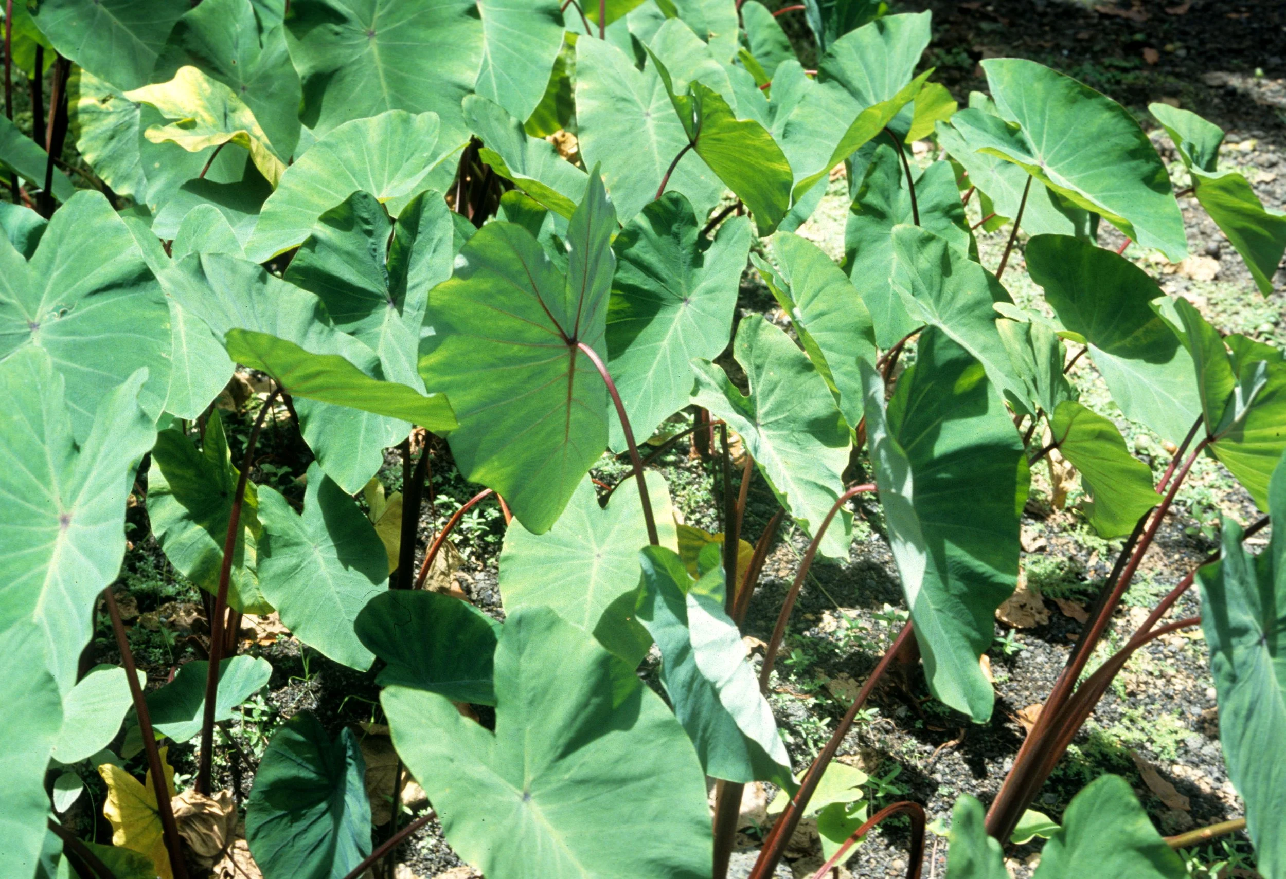 HAWAII - HAWAII - TARO.jpg