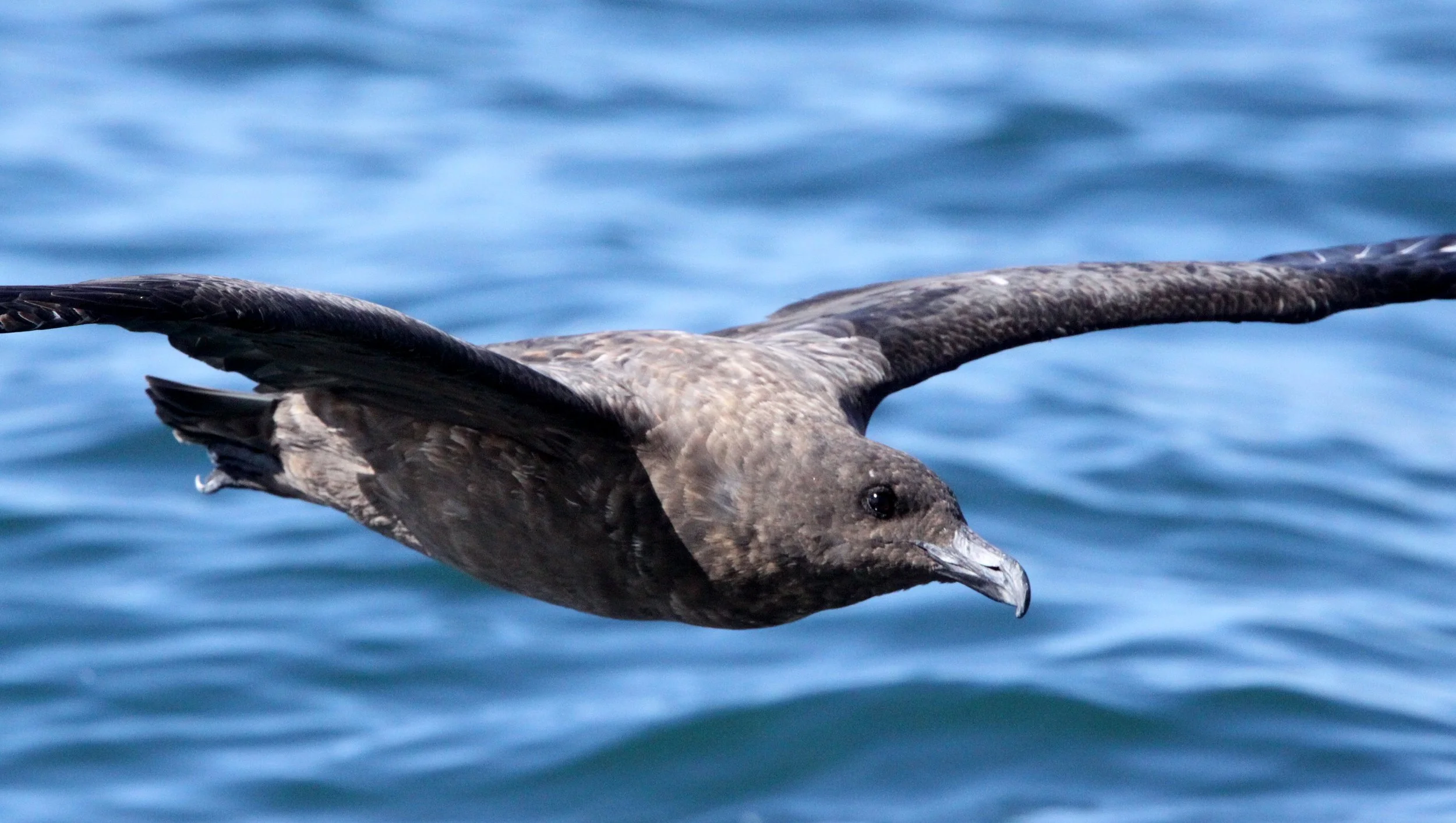 Skua - Subantarctic Skua (Catharacta antarctica) PLETTENBERG BAY SOUTH AFRICA (4).JPG