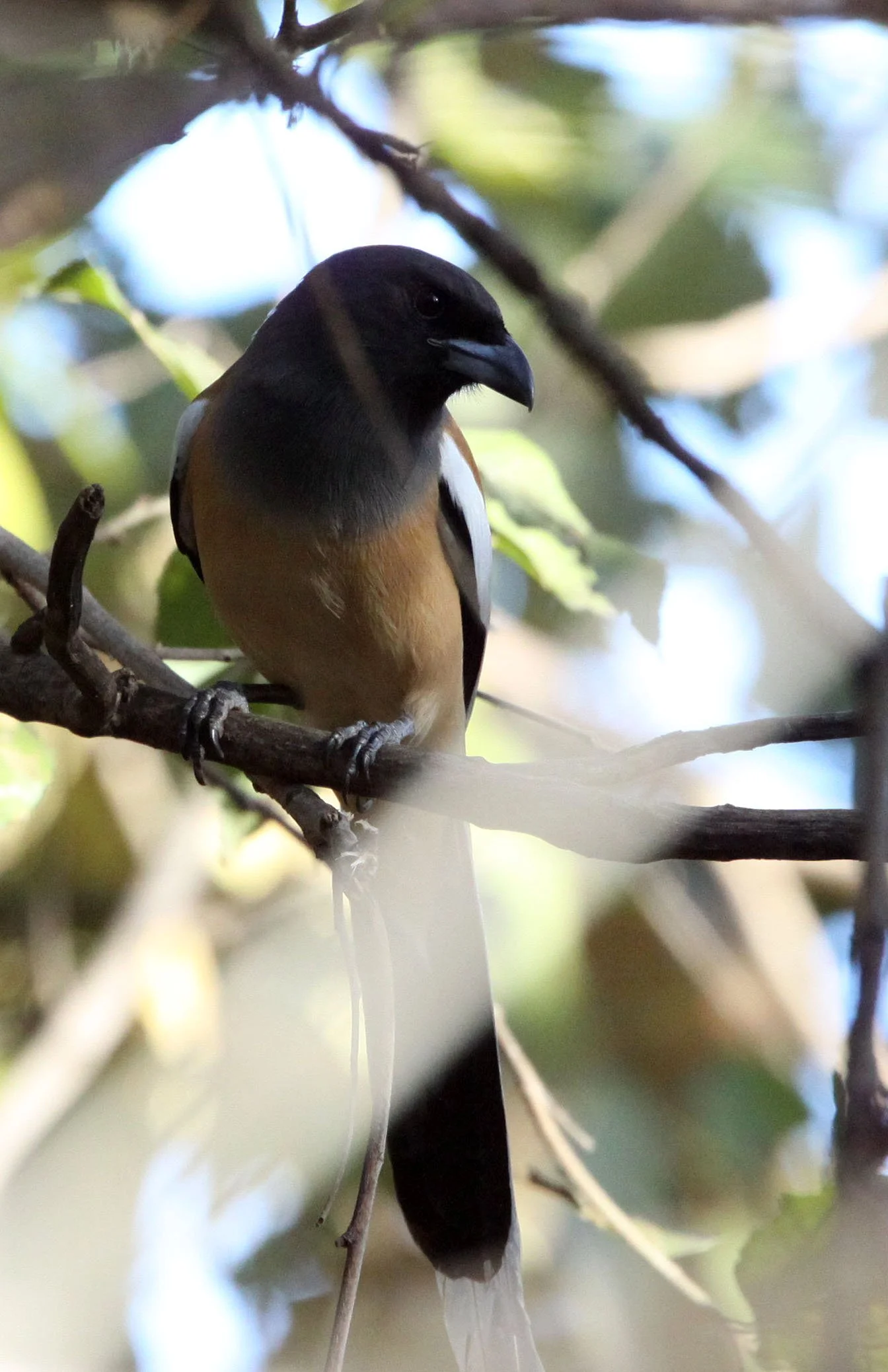 BIRD - TREEPIE - RUFOUS TREEPIE - SOMCHAT GUJARAT INDIA.JPG