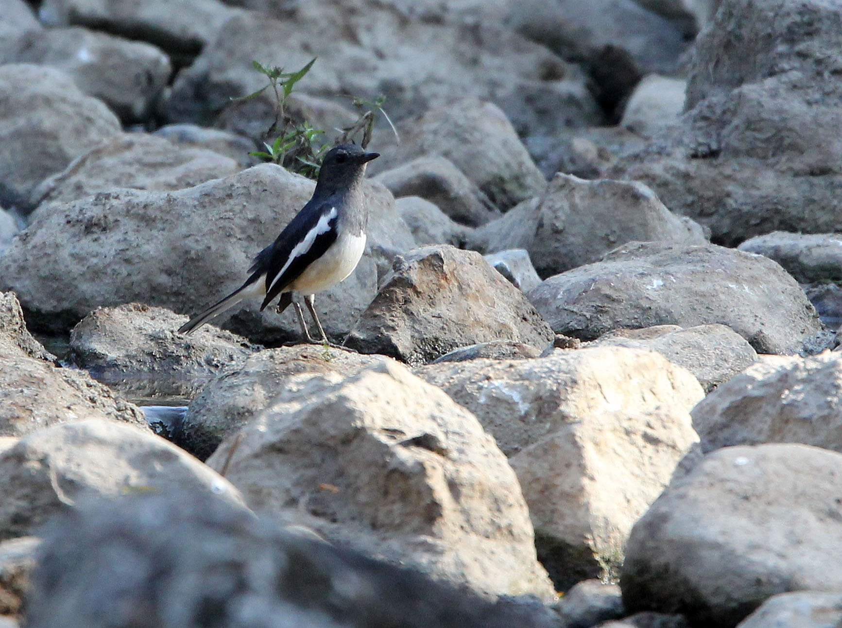 ROBIN - ORIENTAL MAGPIE ROBIN - Copsychus saulari - HUAI KHA KHAENG NATURE RESERVE - KAPOK KAPIEN STATION & MINERAL LICK (6).JPG