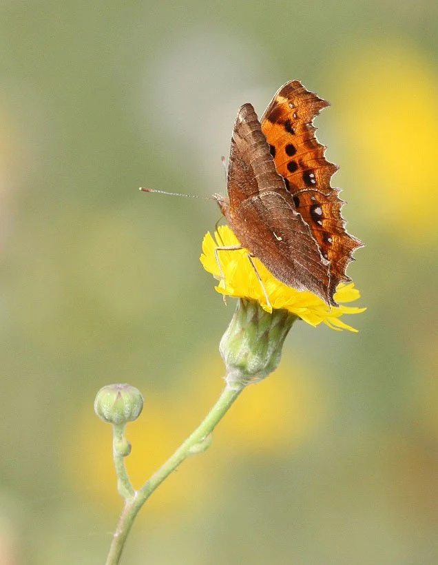 Nymphalidae - Polygonia c-album - Rudong, China 