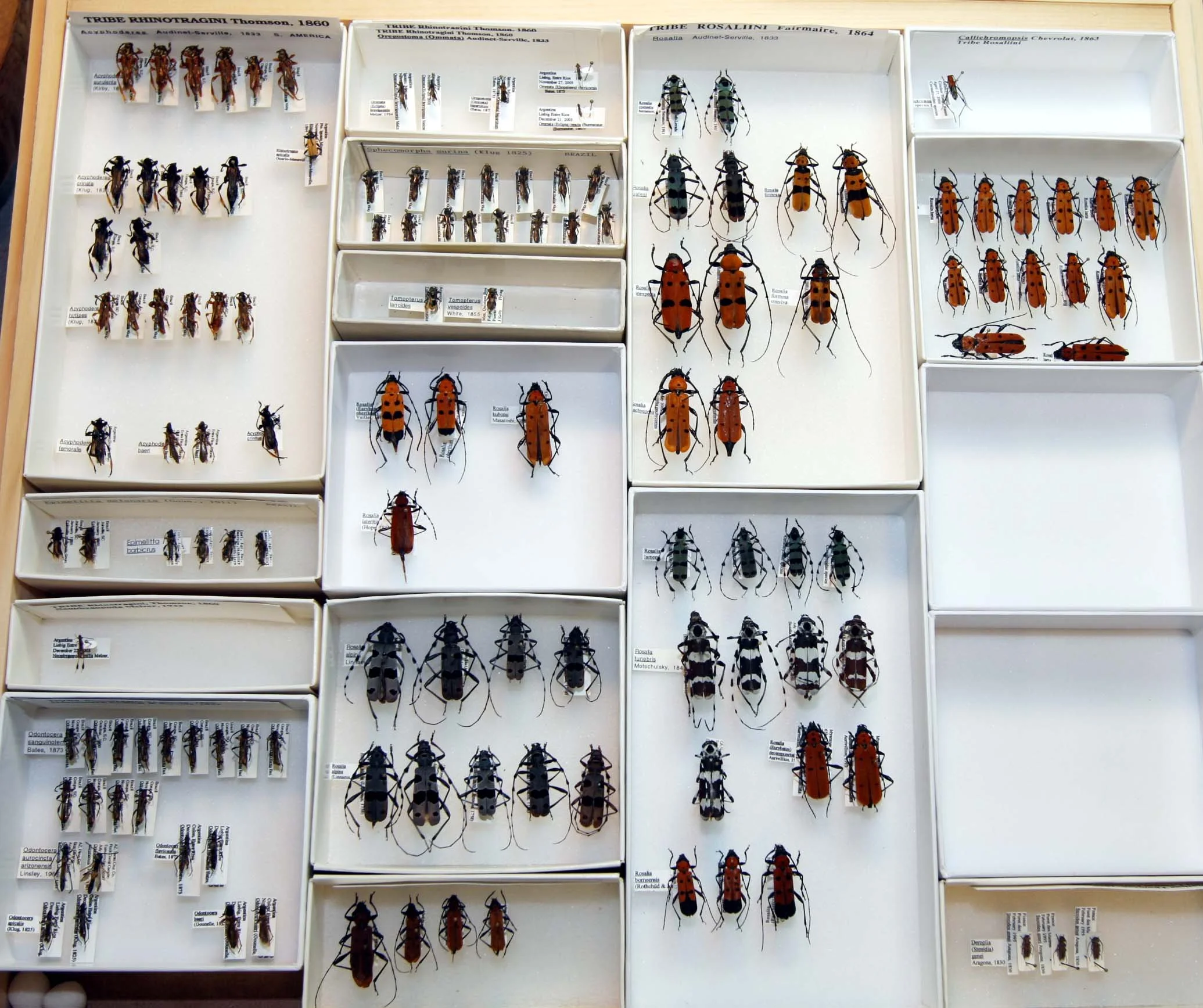 22 Rhinotragini - Rosaliini.JPG