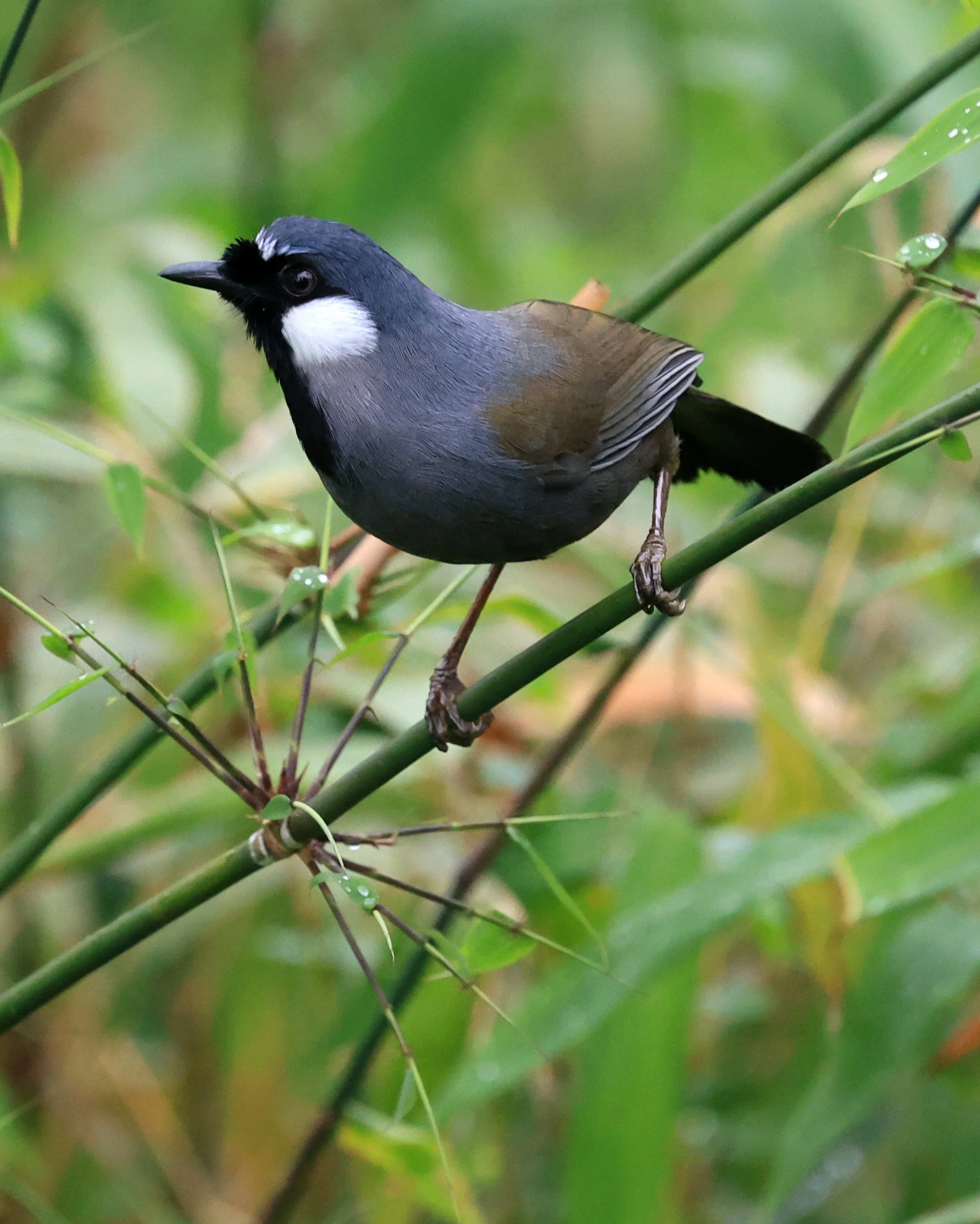 Black-throated Laughingthrush (Pterorhinus chinensis) Khao Yai National Park Feb 2026 Day 2 (27).jpg