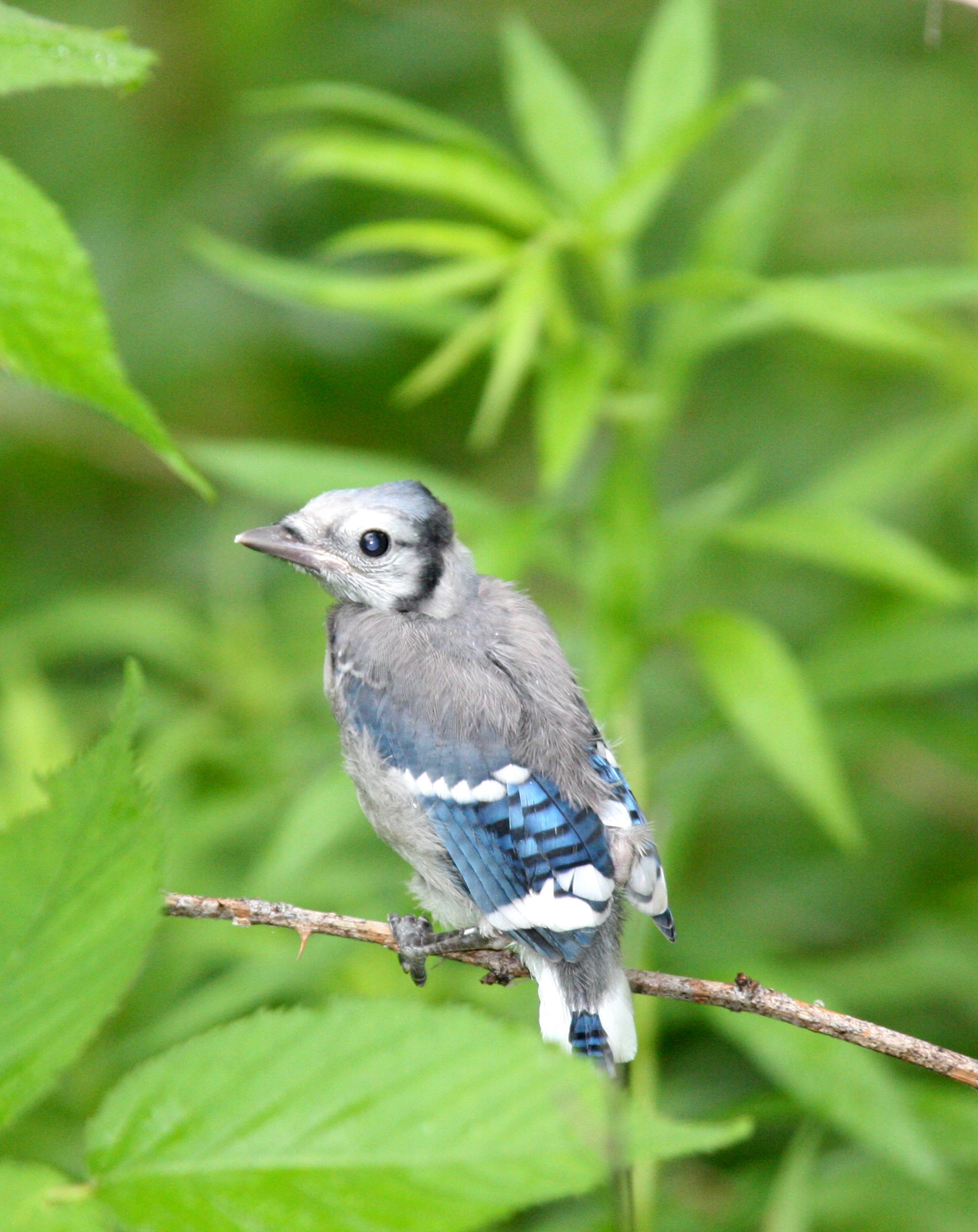 BIRD - JAY - BLUE JAY - MCKEE MARSH ILLINOIS (3).JPG