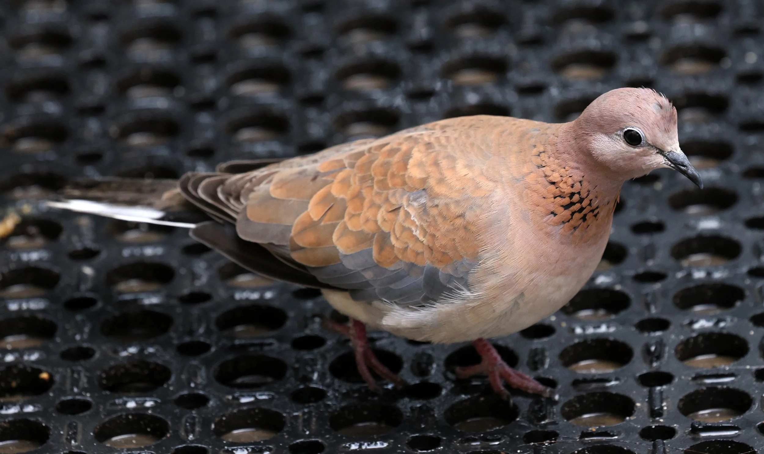Laughing Dove (Spilopelia senegalensis) Rottnest Island - Western Australia (11).jpg