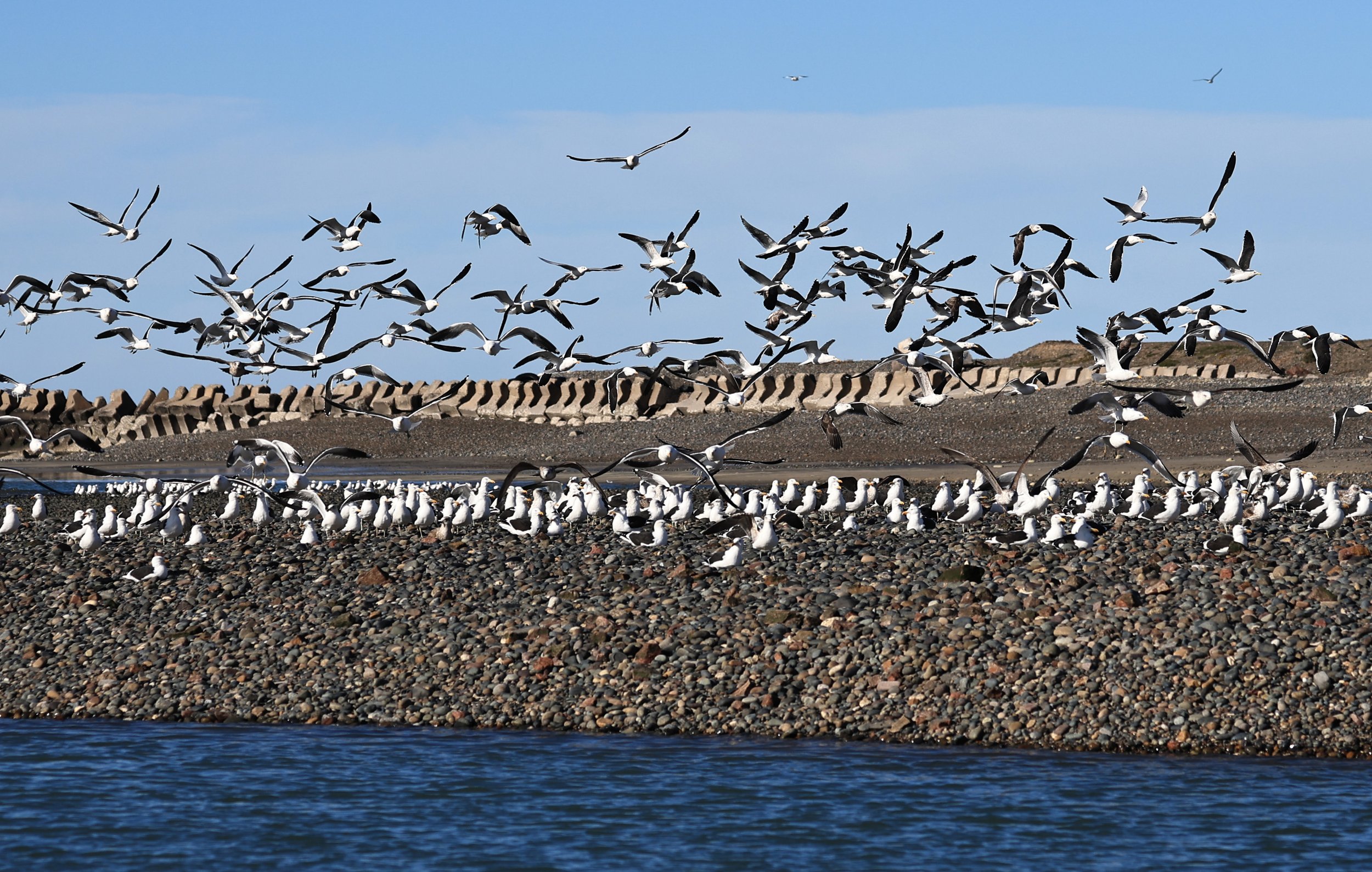 Kelp Gull (Larus dominicanus) Puerto Rawson Argentina (19).jpg