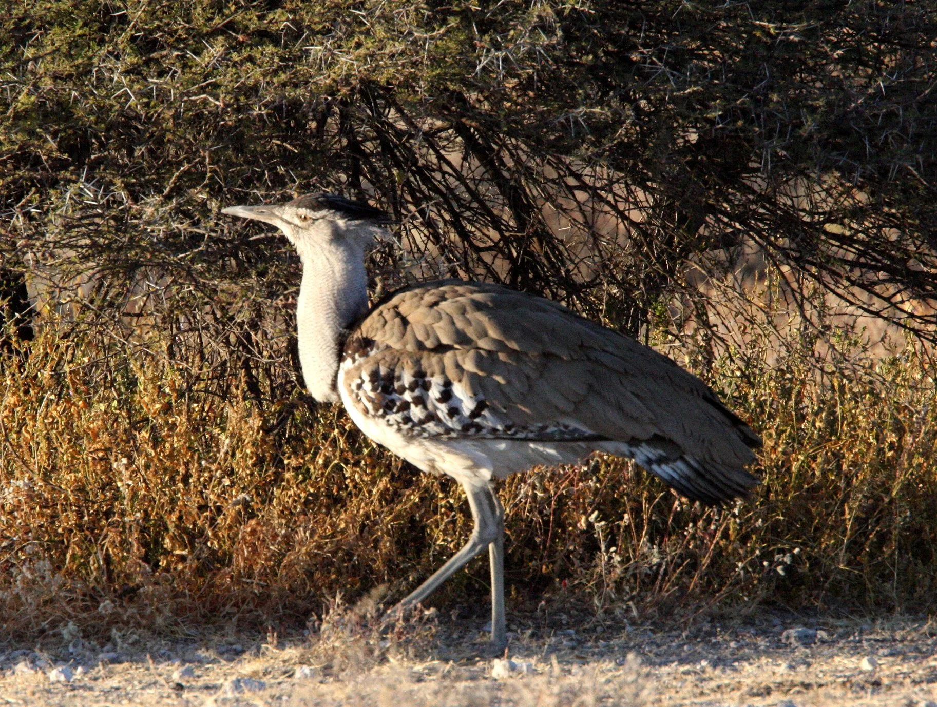 Kori bustard (Ardeotis kori) Etosha NP, Namibia (12).JPG