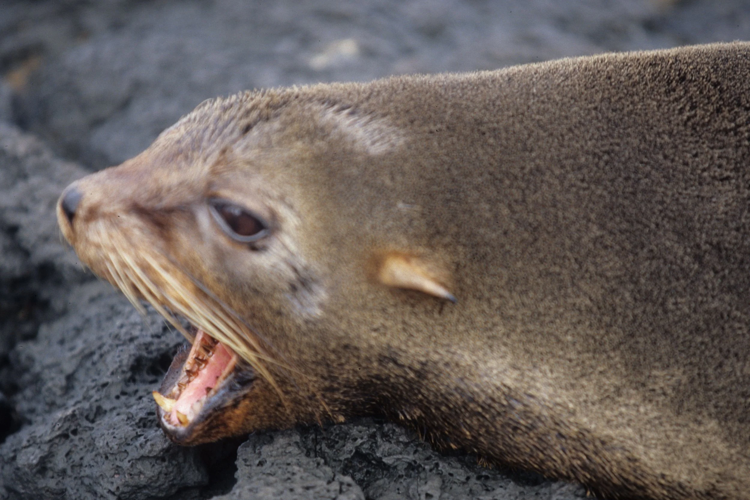 Arctocephalus galapagoensis - GALAPAGOS FUR SEAL - GALAPAGOS ISLANDS (13).jpg