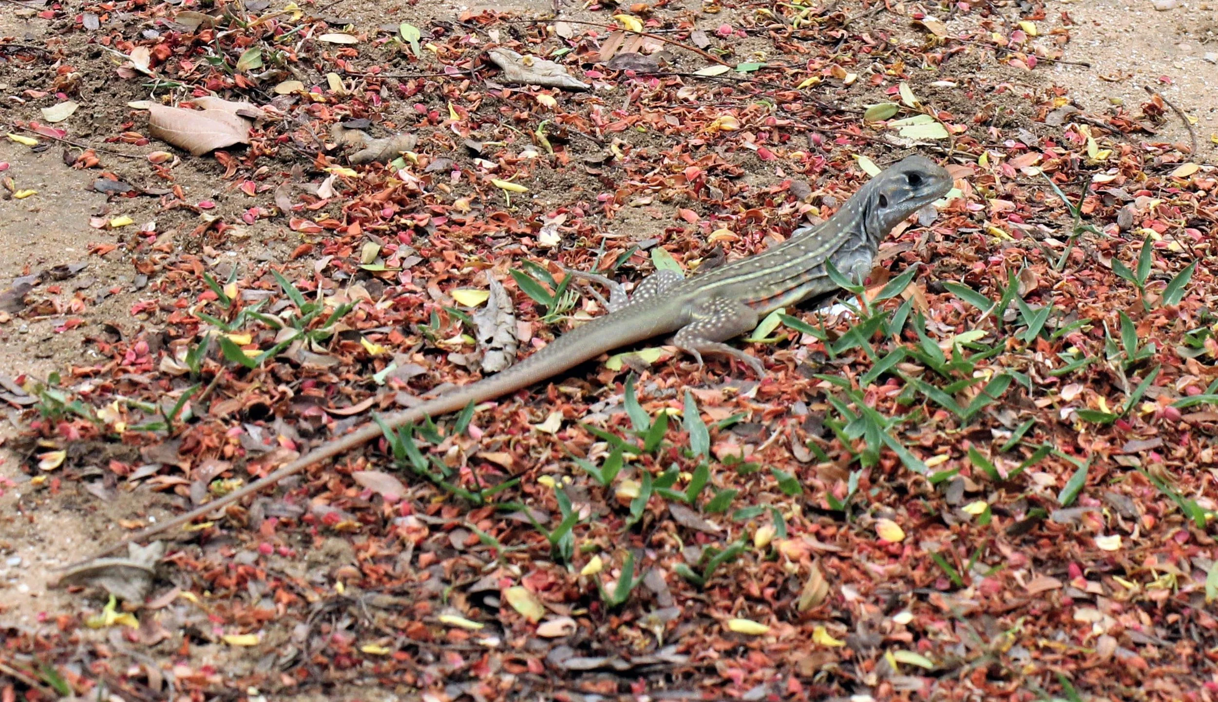 Bell's Butterfly Lizard (Leiolepis belliana)