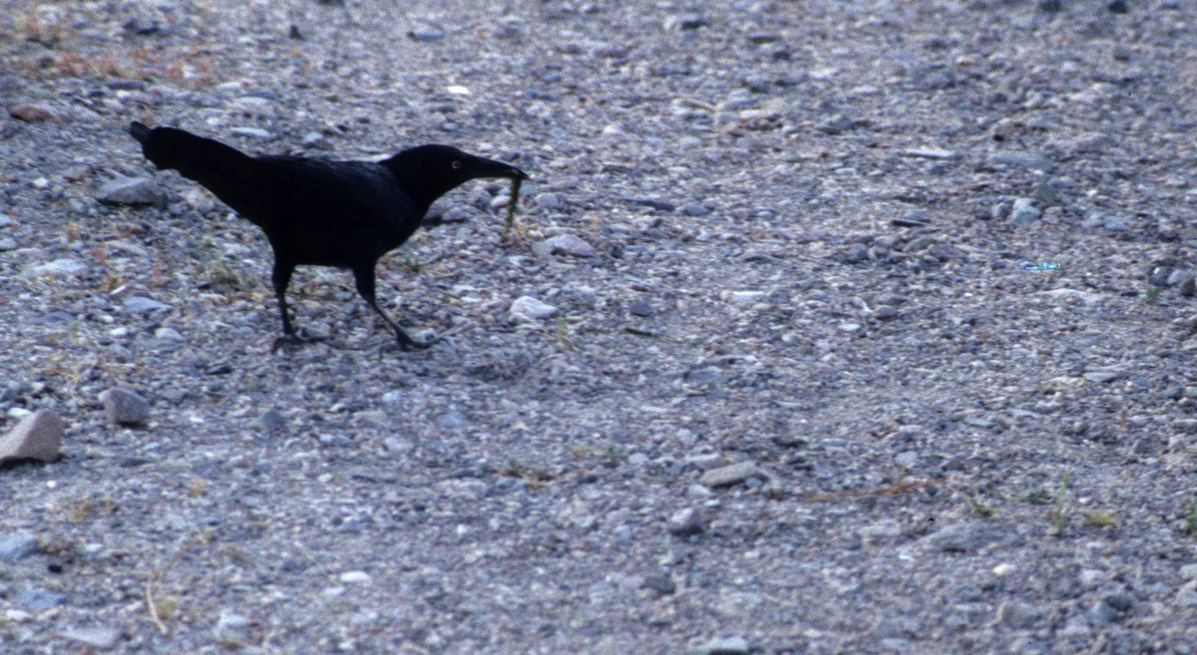Common Grackle (Quiscalus quiscula) Death Valley NP California.jpg