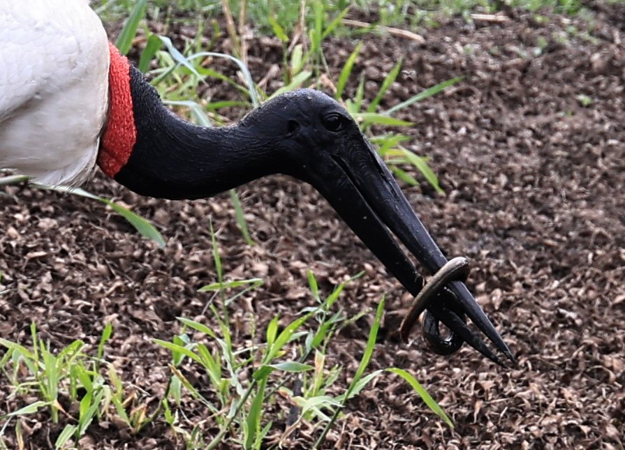 Jabiru (Jabiru mycteria) Agua Dulce Paraguay (20).jpg