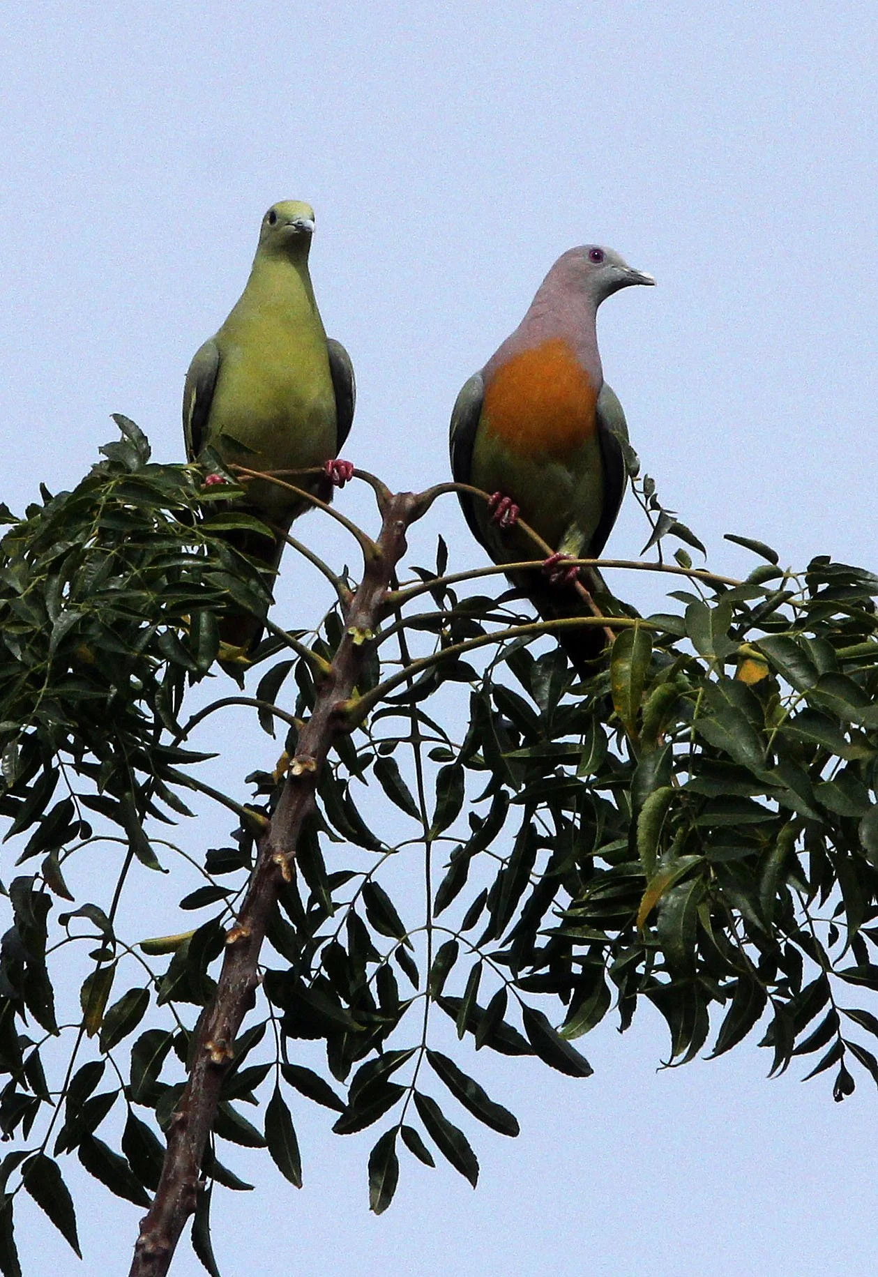 Pink-necked green pigeon (Treron vernans) Tangkoko NP Sulawesi Indonesia (10).JPG