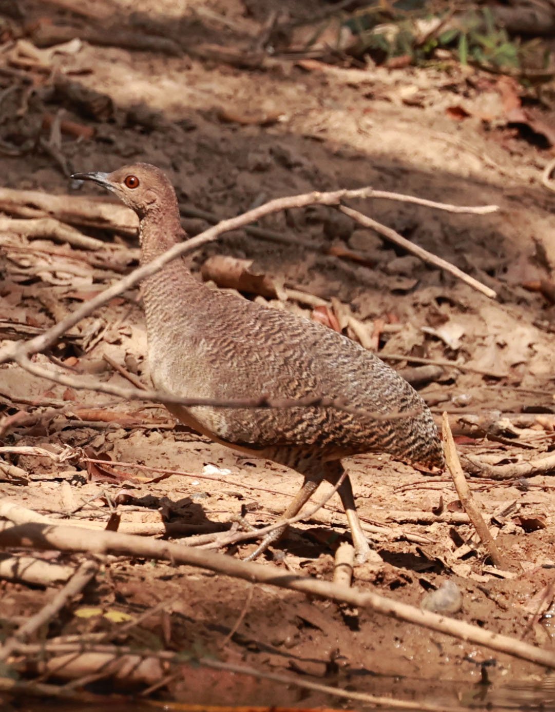 Tinamou - Undulated Tinamou - Crypturellus undulatus - Porto Alegre Lodge, Pantanal (3).jpg