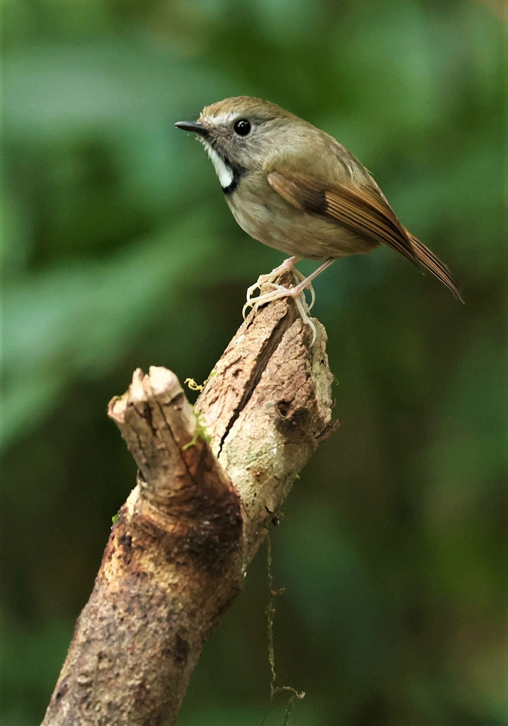 FLYCATCHER - WHITE-GORGETED FLYCATCHER - Anthipes monileger - DOI PHA HOM POK NP DOI LANG EAST FEB 2022 (22).jpg