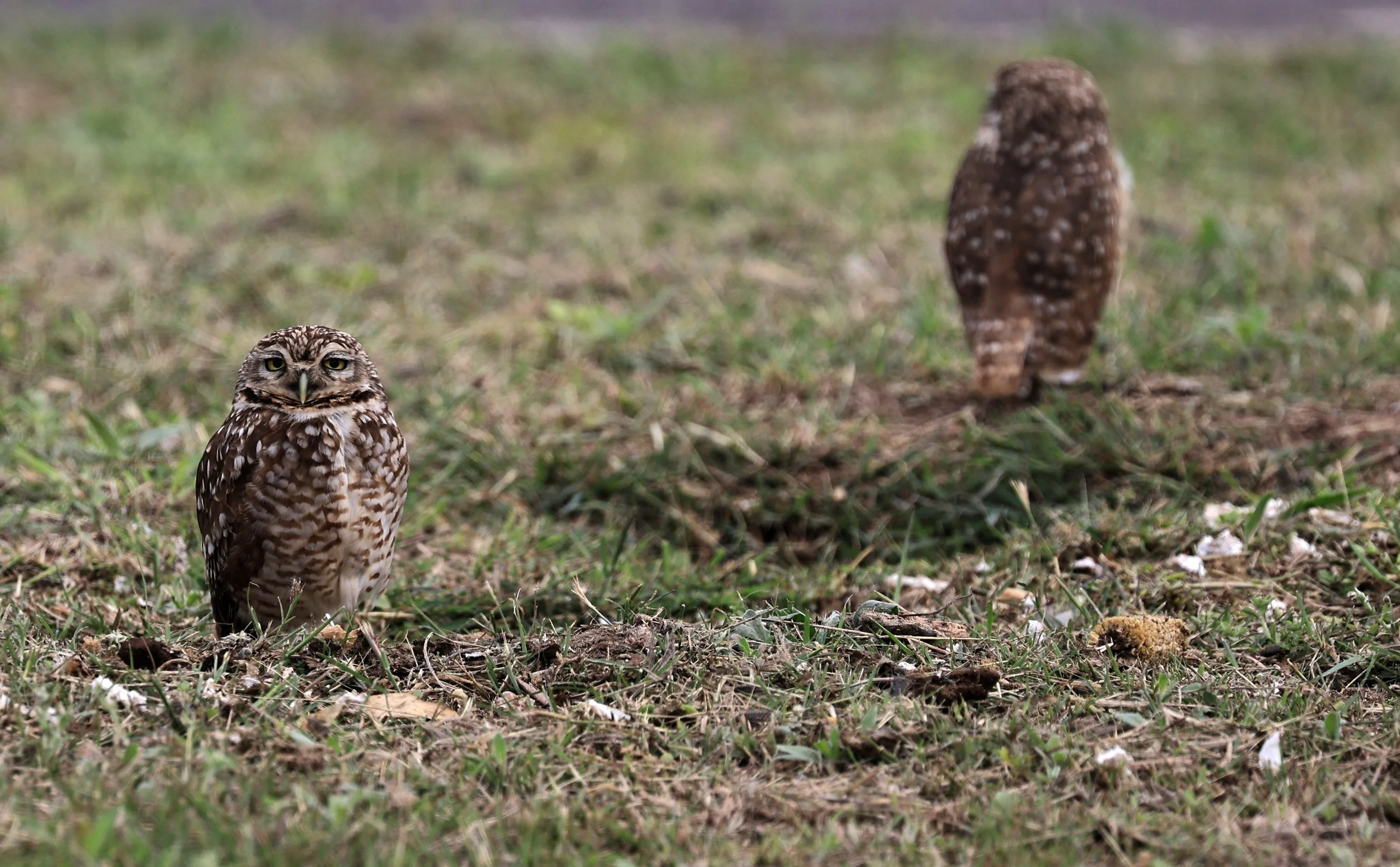 Burrowing Owl (Athene cunicularia) Aurora Chaquena near Neuland Mennonite Colony Paraguay (10).jpg