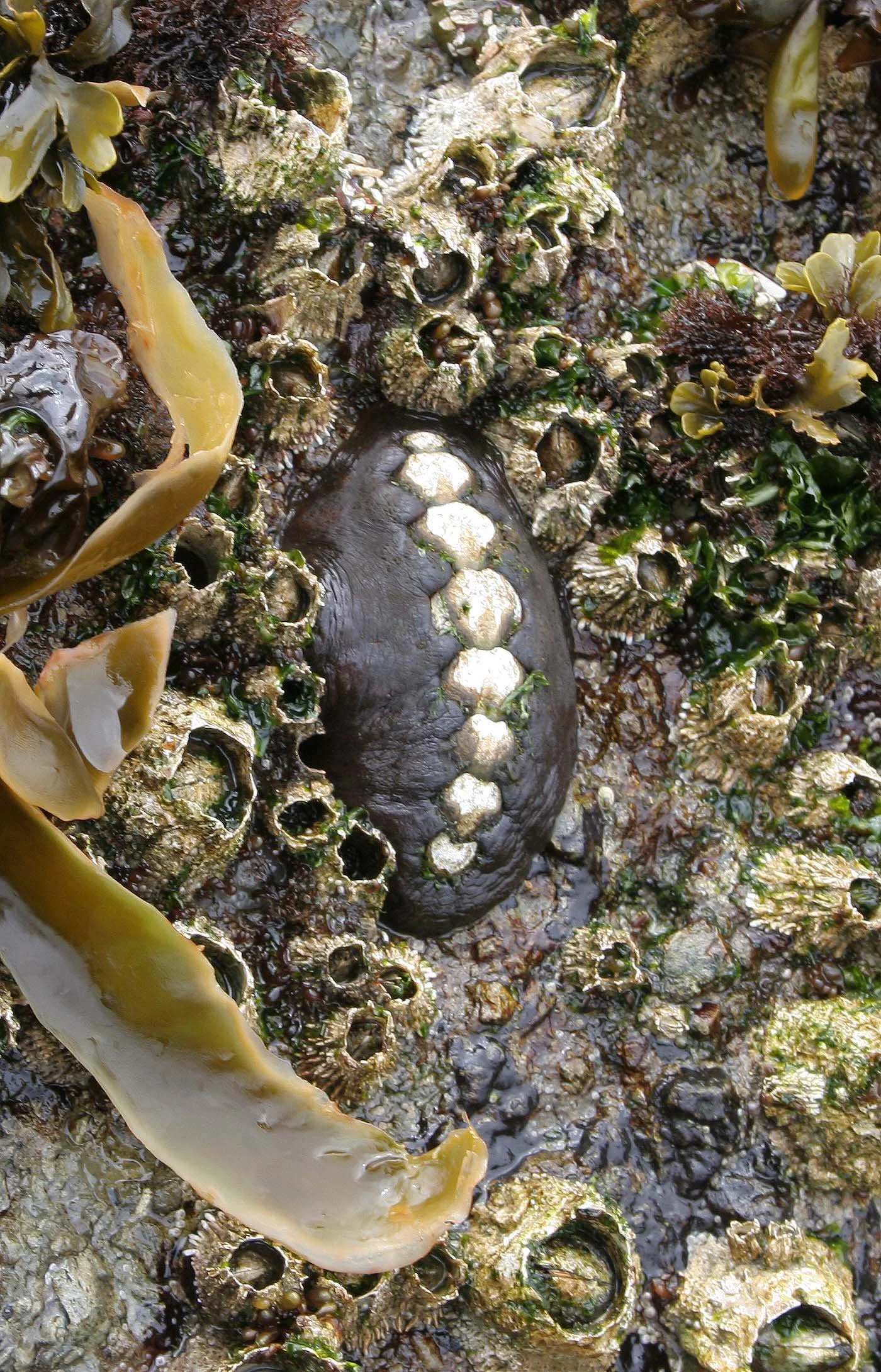 INVERTS - INTERTIDAL - MOLLUSCA - CHITON - MOPALIA.jpg
