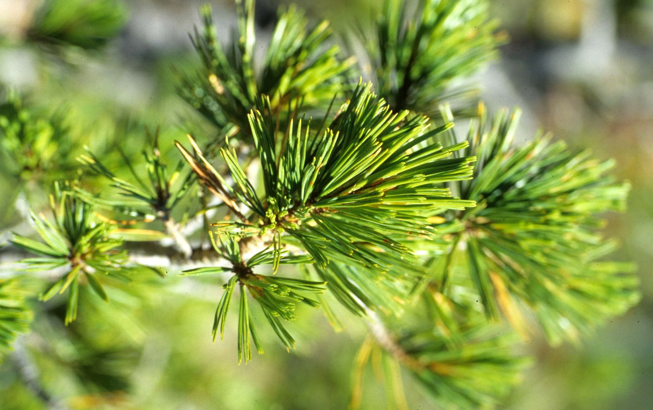 MONTANA - GLACIER - PINUS SPECIES (3).jpg