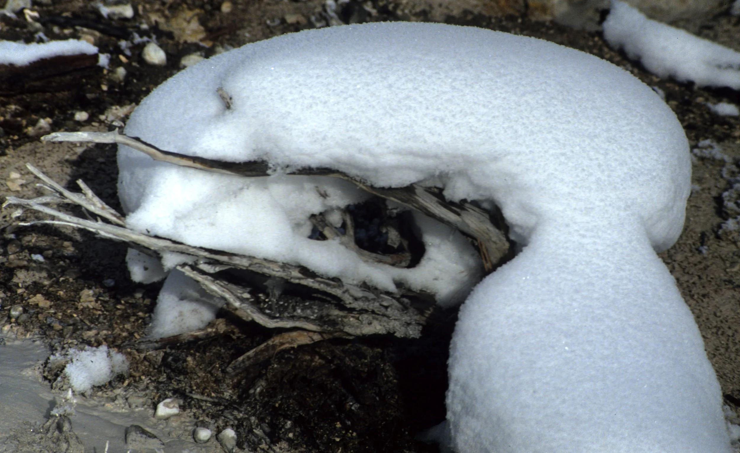 YELLOWSTONE IN WINTER O.jpg