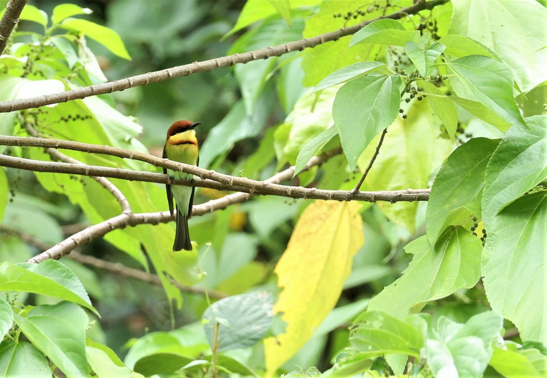 BEE-EATER - CHESTNUT-HEADED BEE-EATER - Merops leschenaulti - LAEM PAKARANG PHANG NGA PROVINCE (1).jpg