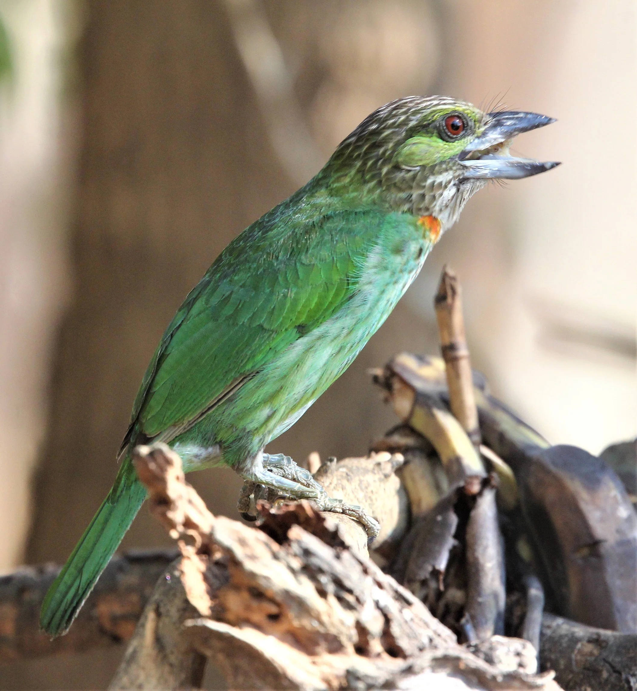 BARBET - GREEN-EARED BARBET - Megalaima faiostricta - KAENG KRACHAN (7).jpg