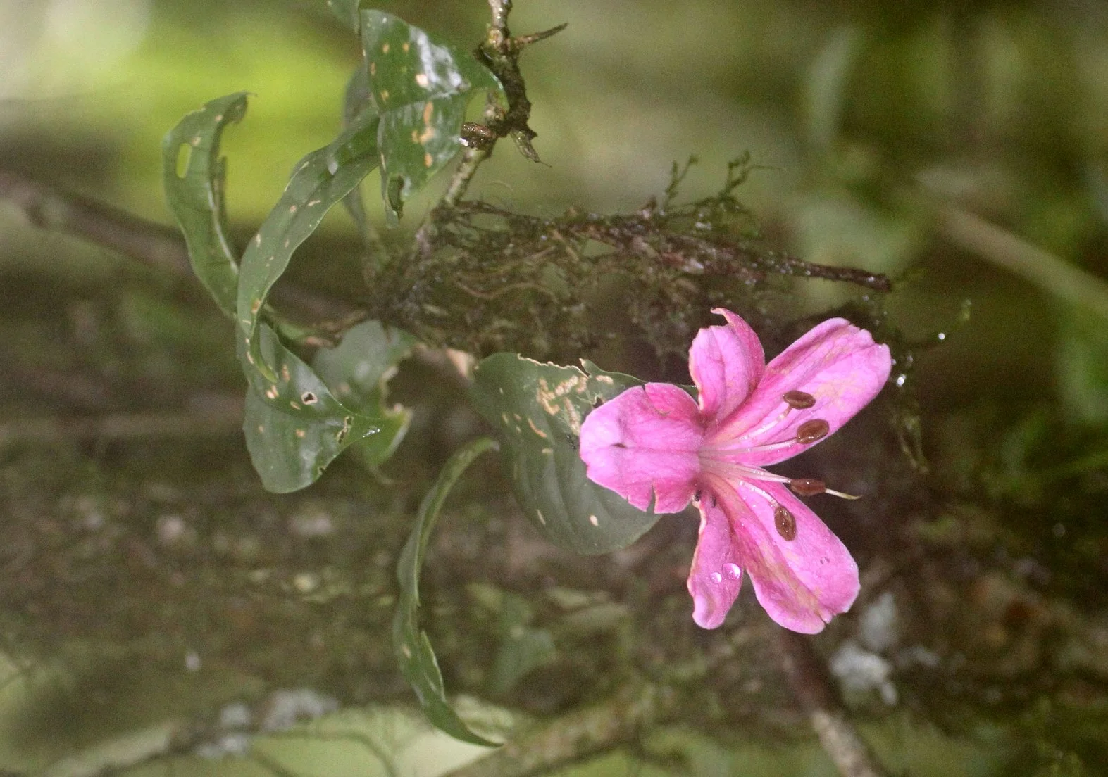 PLANT - SPECIES - MANTADIA - NATIONAL PARK MADGASCAR (2).JPG