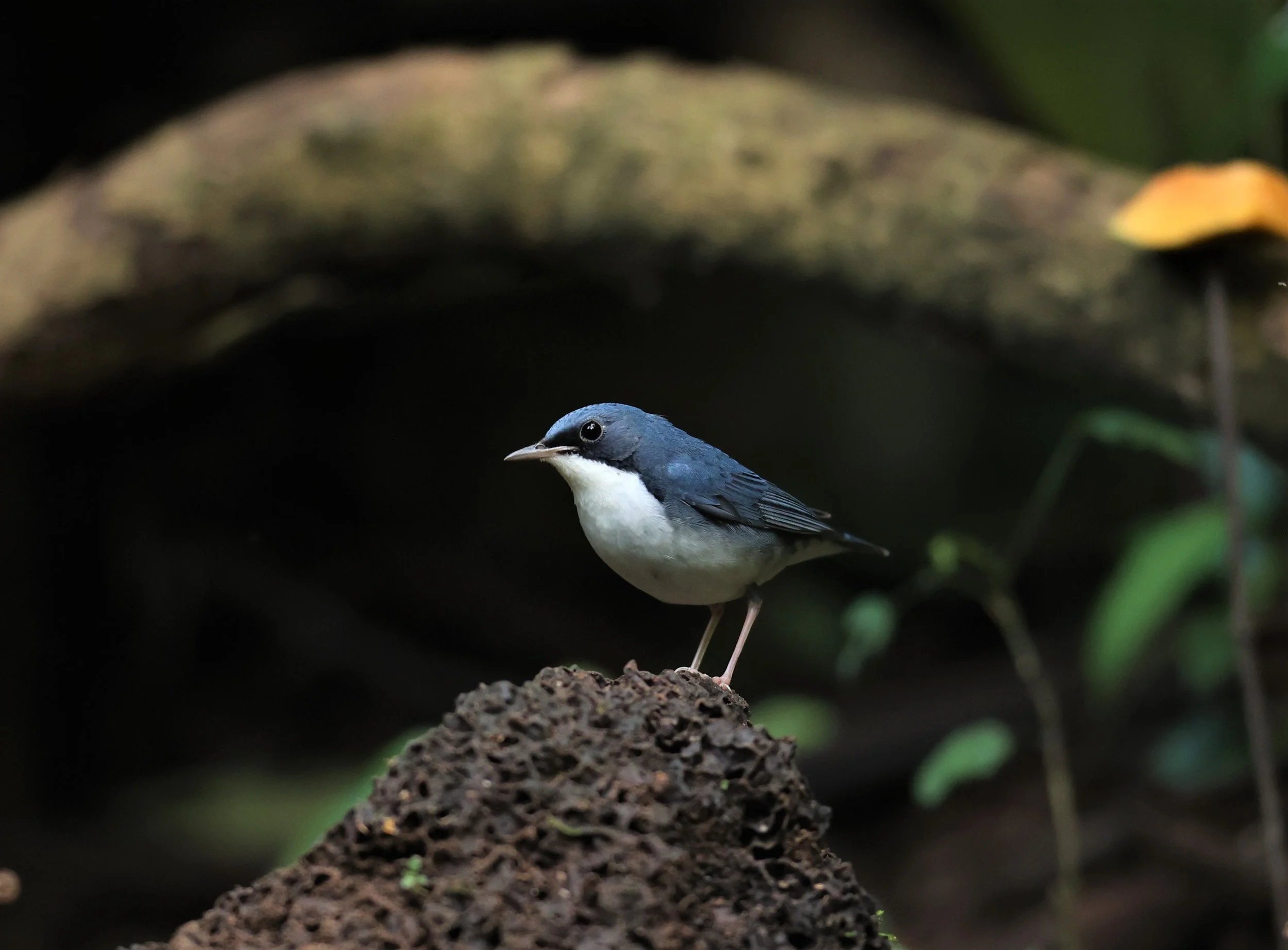 ROBIN - SIBERIAN BLUE ROBIN - Luscinia cyane - DOI INTHANON NP CHIANG MAI, DEC 2021 (11).JPG