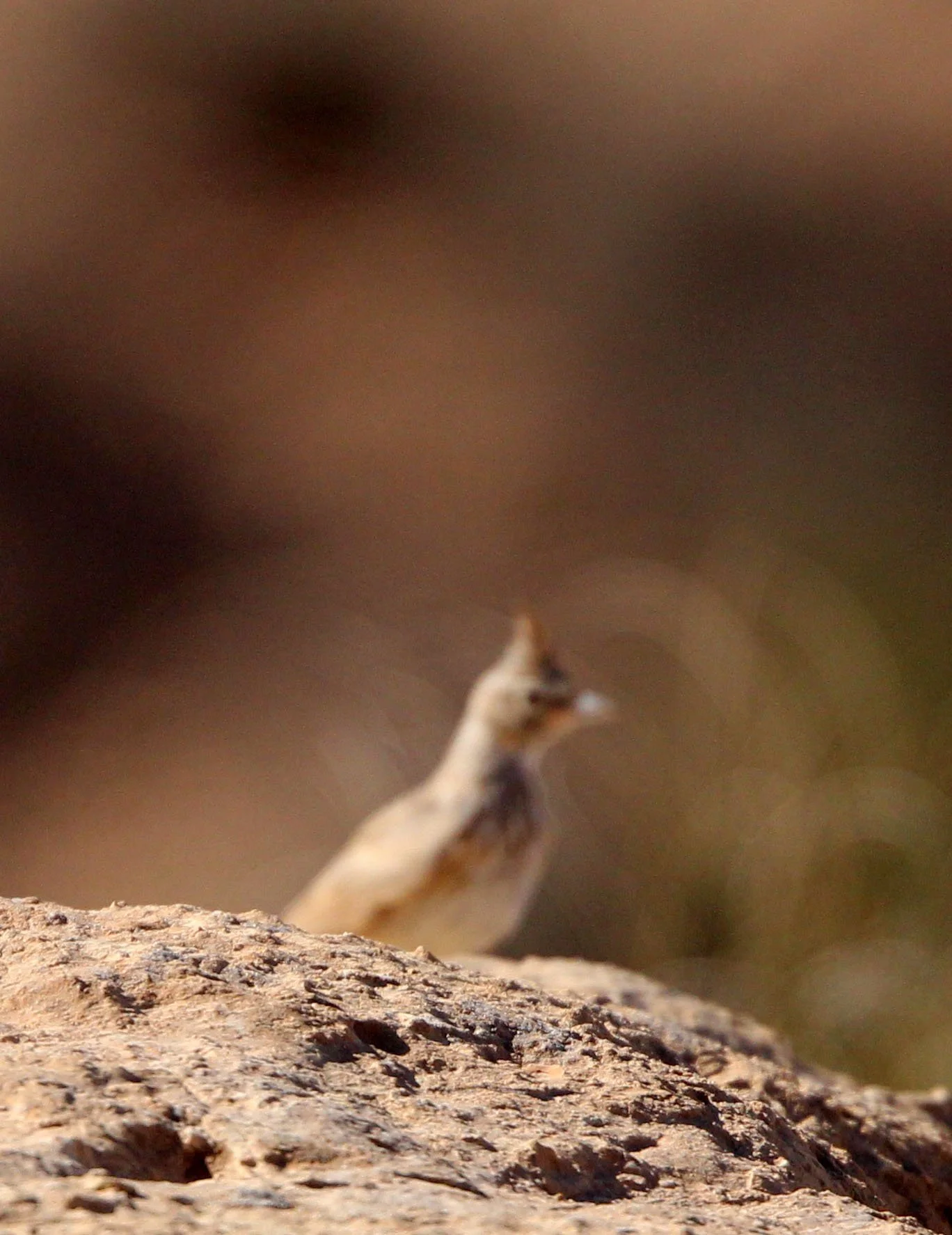 Thekla's Lark (Galerida theklae) Atlas Mountains East of Gafsa Tunisia.JPG