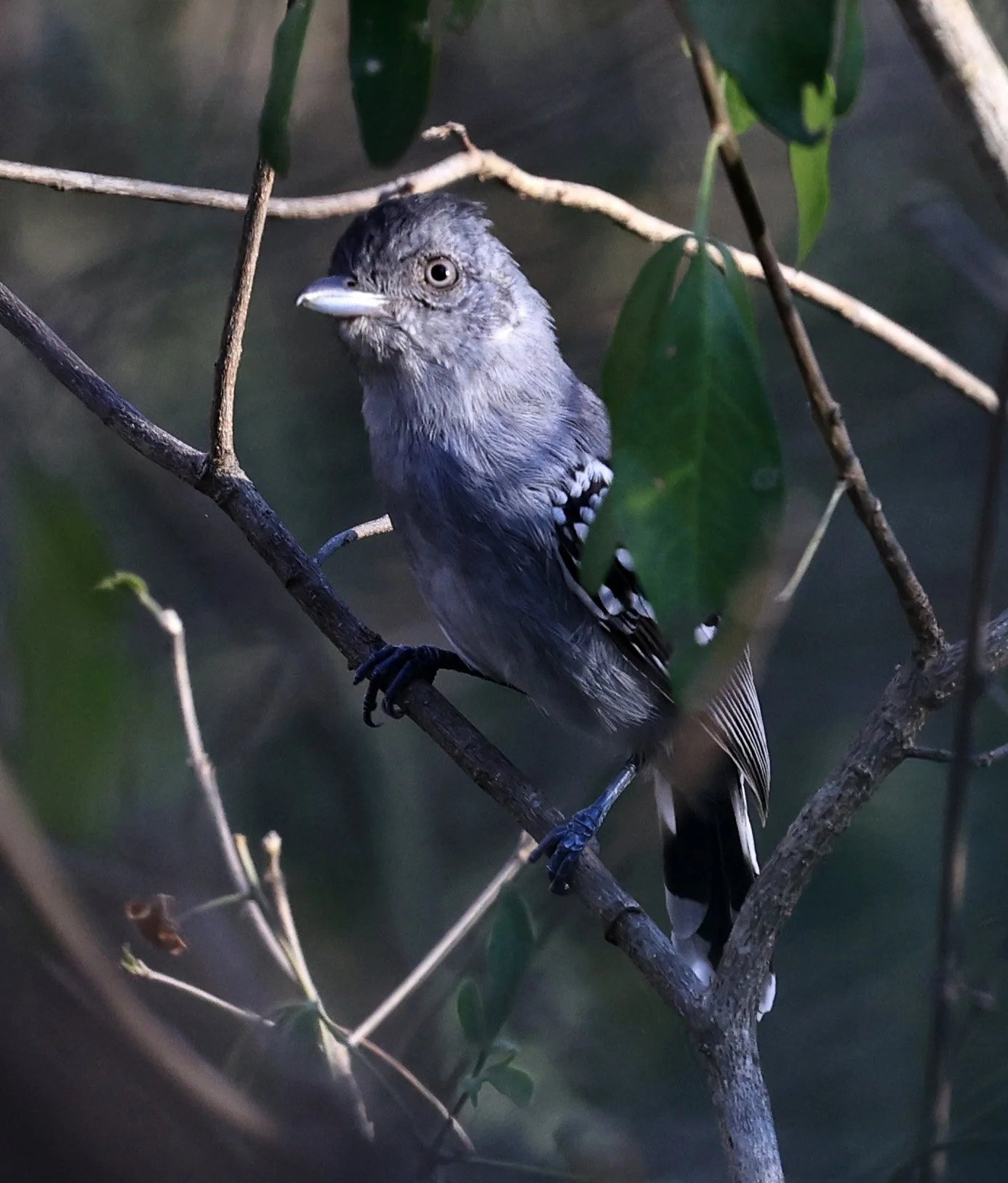 Bolivian Slaty-Antshrike (Thamnophilus sticturus) 