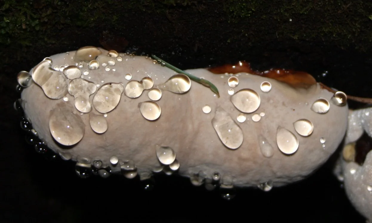 SOL DUC FALLS AND FOREST - ONP WA (78).JPG