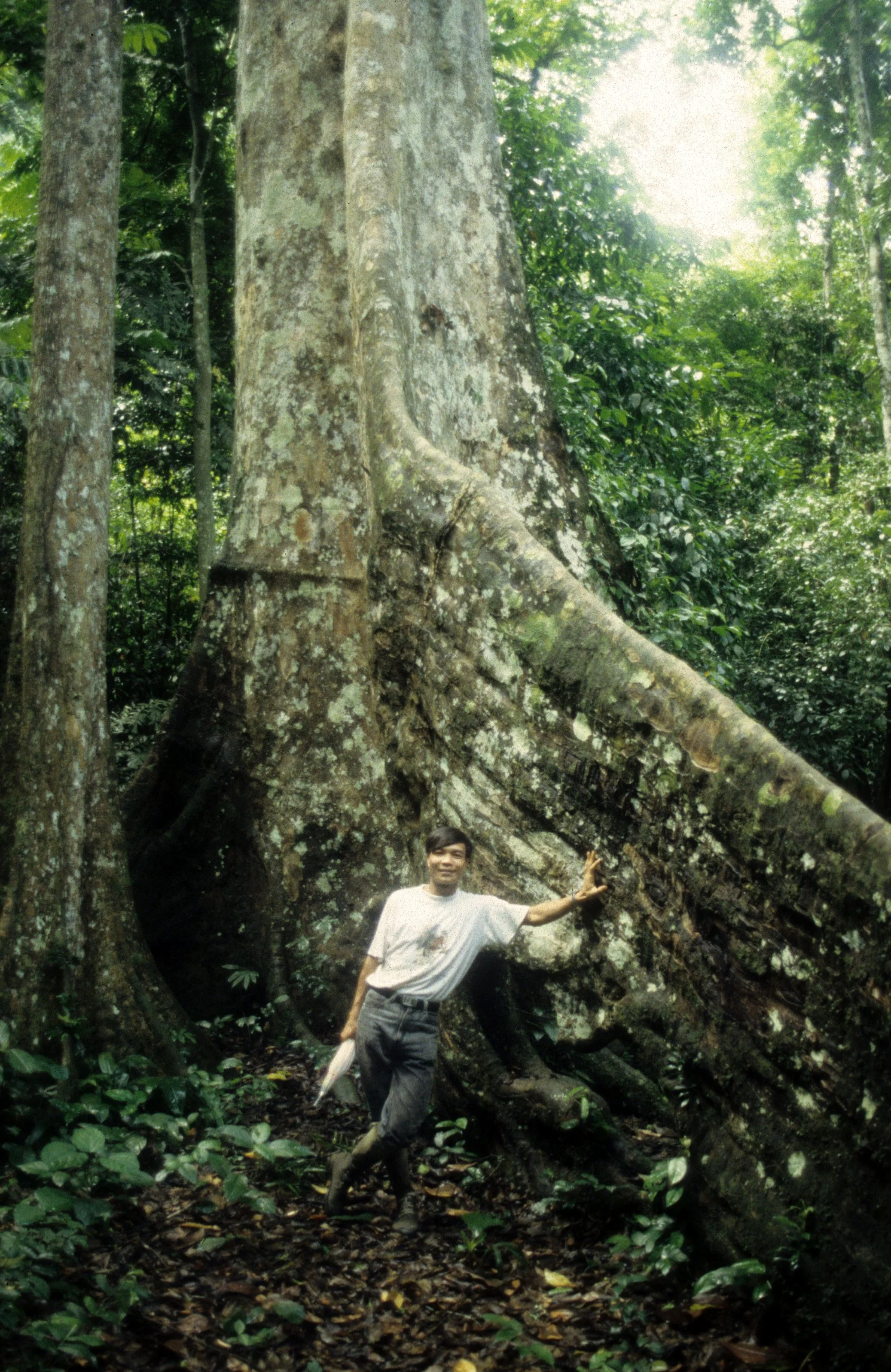 CUC PHUONG NP - FOREST GIANT IN FOREST.jpg