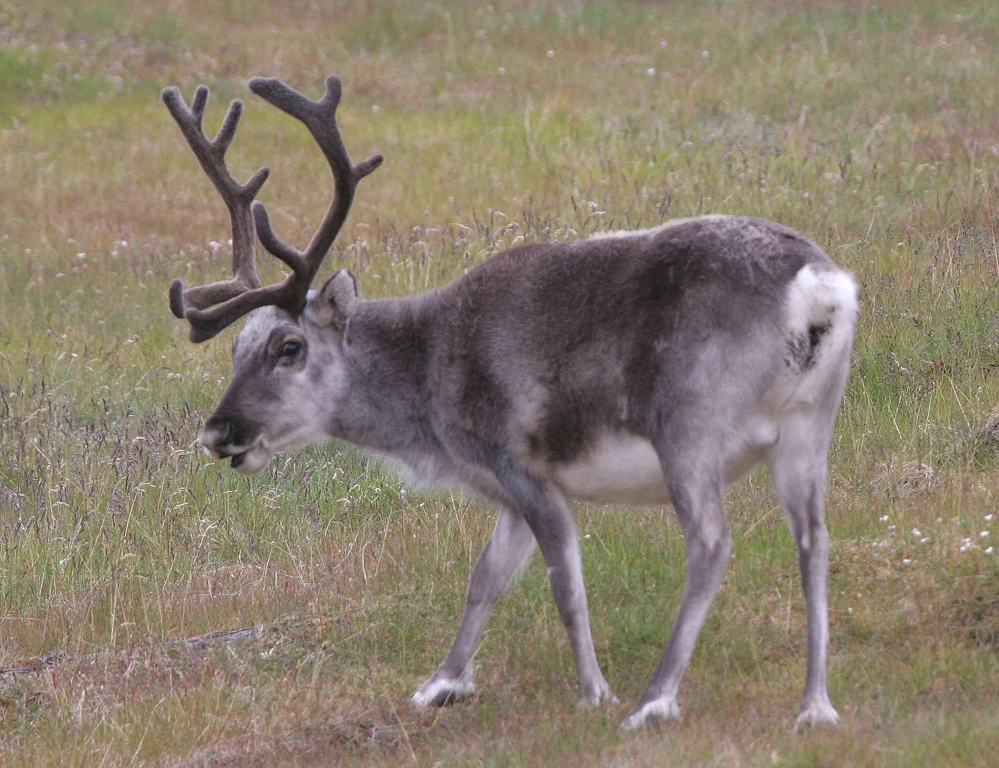 CERVID - CARIBOU - SVALBARD CARIBOU - SVALBARD (62).jpg