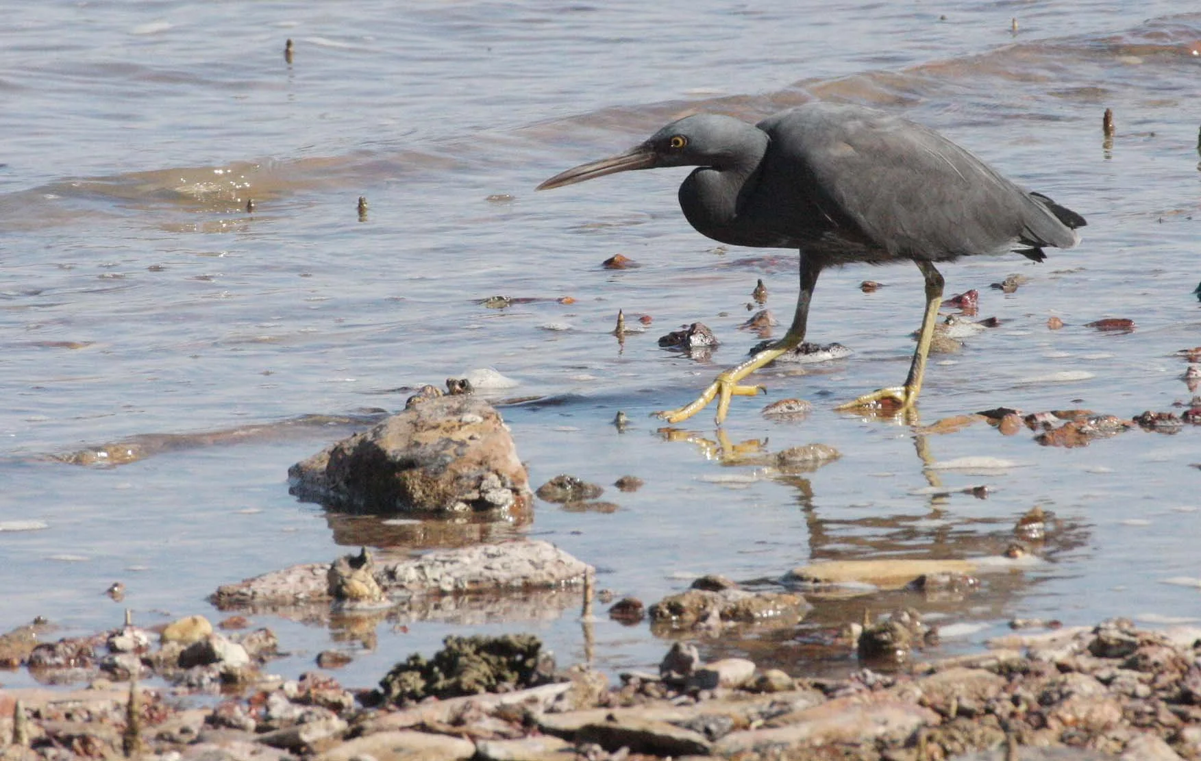 EGRET - PACIFIC REEF EGRET - Egretta sacra - KOH LANTA  (16).JPG