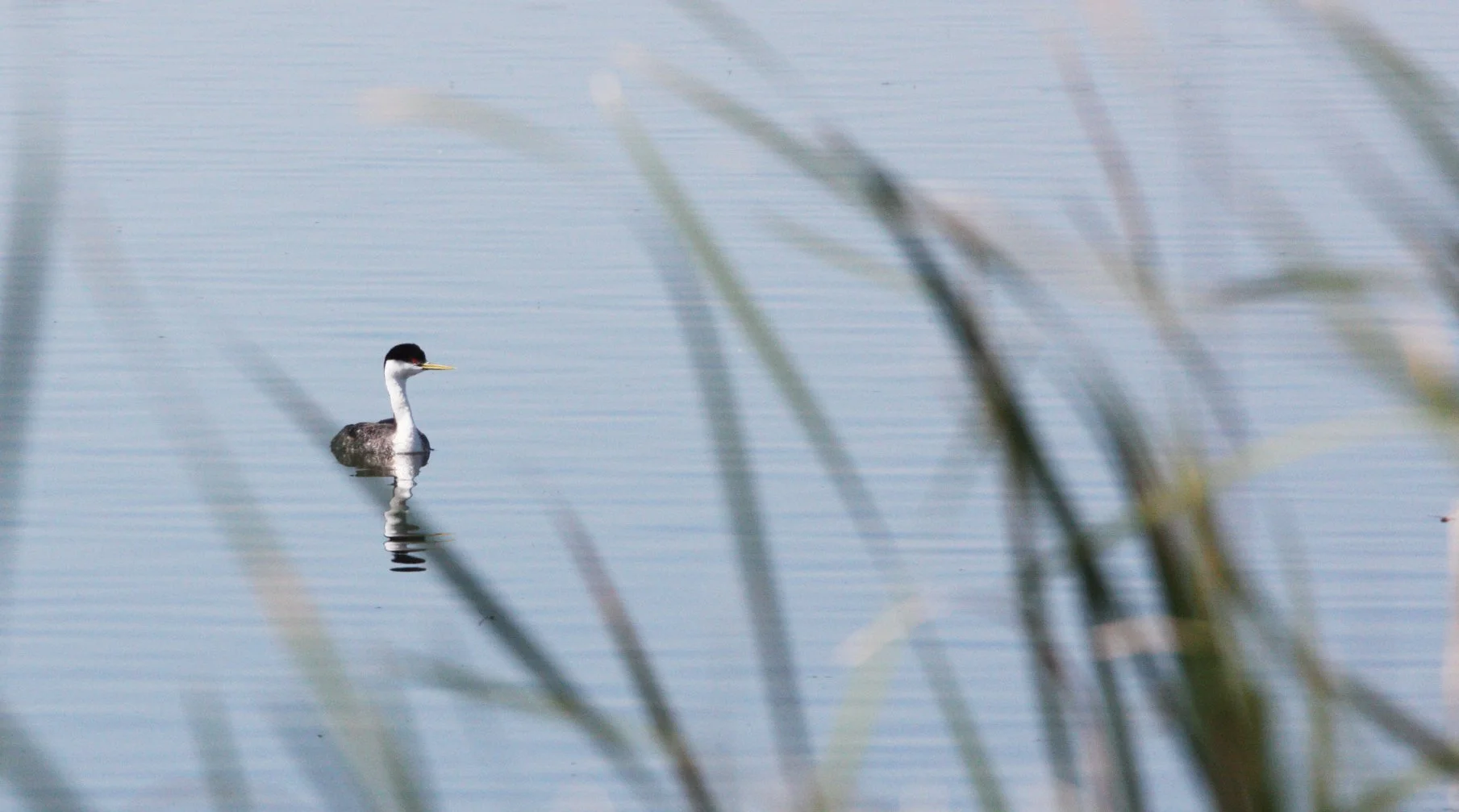 Western Grebe (Aechmophorus occidentalis) Kern NWR California (3).JPG