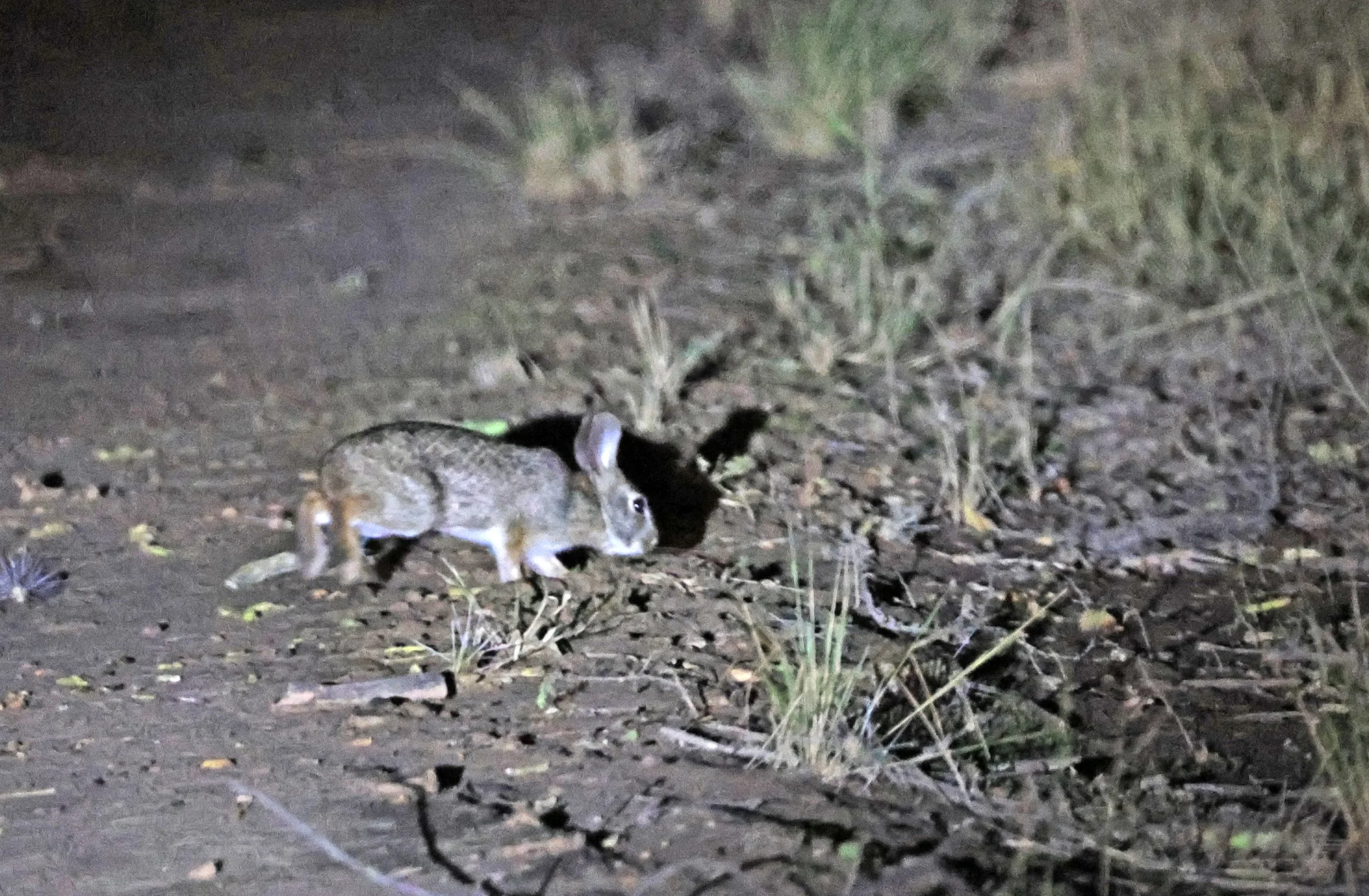 Tapetí (Sylvilagus brasiliensis) Reserva Nueland  Selva Serena (11).jpg