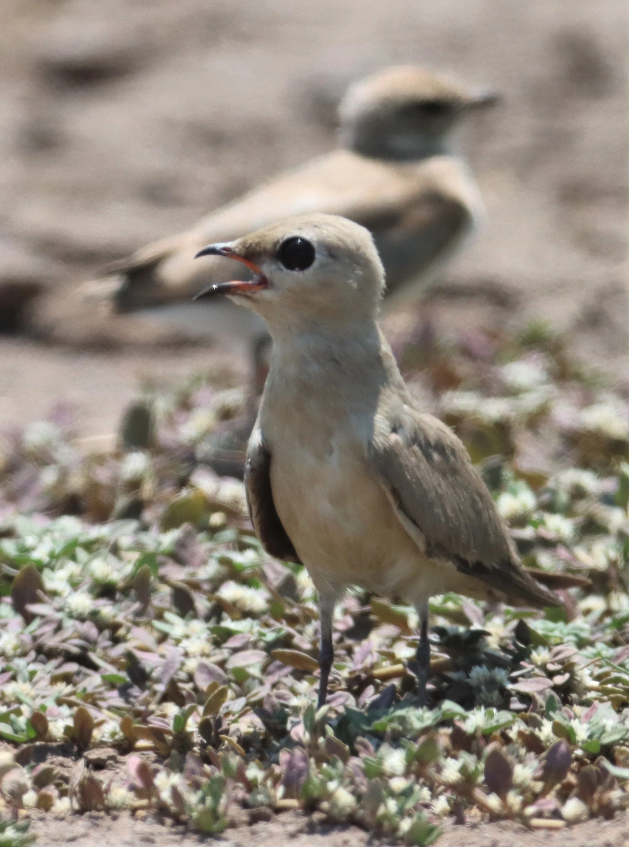 PRATINCOLE - SMALL PRATINCOLE - Glareola lactea - BANG KHAEM WETLANDS NAKHON PATHOM (6).jpg