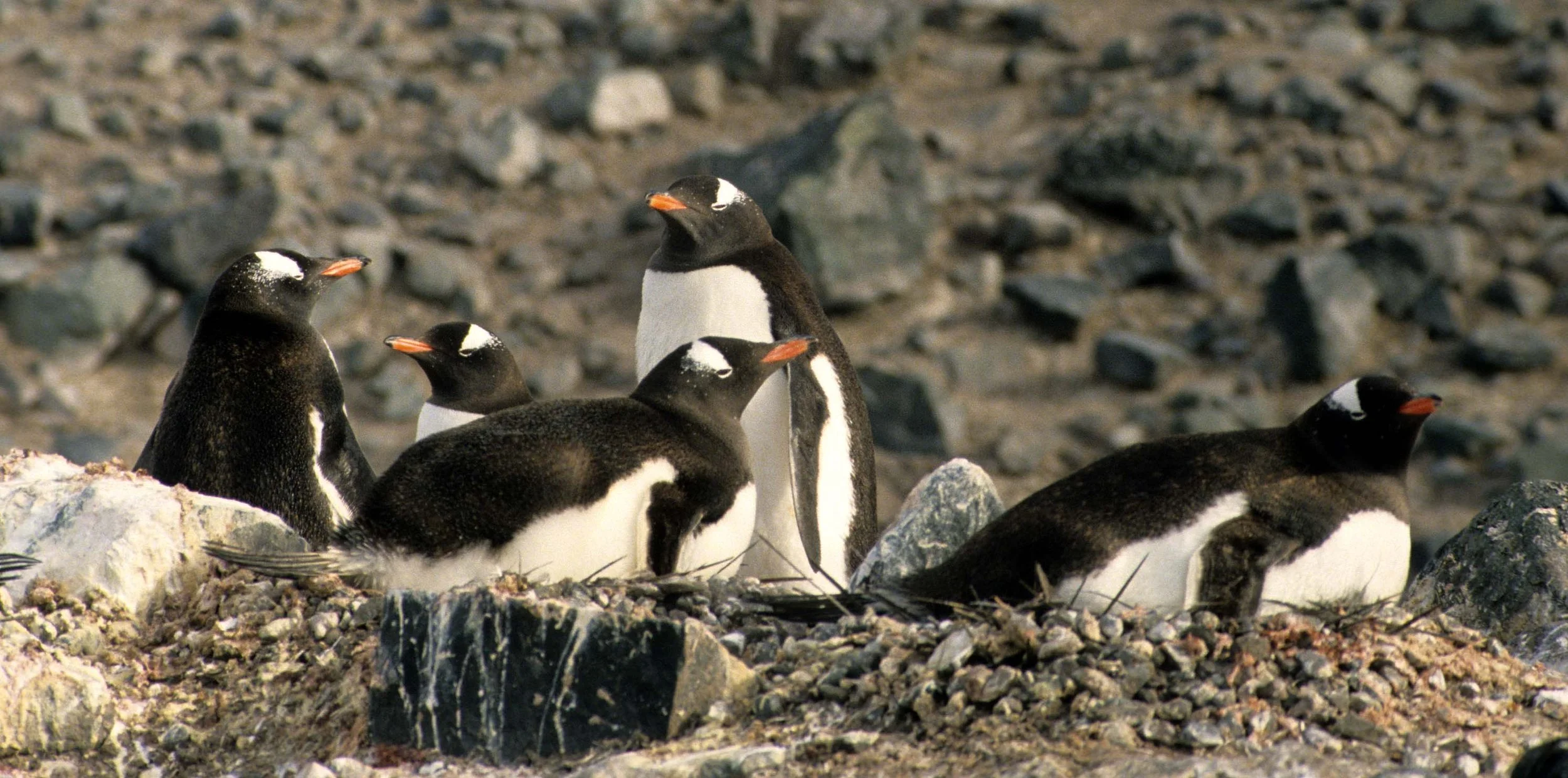 Gentoo Penguin (Pygoscelis papua) Antarctic Peninsula scanned slides 1996 (14).jpg