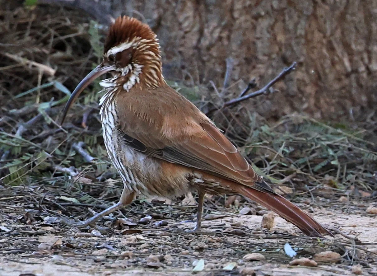 Scimitar-billed Woodcreeper (Drymornis bridgesii) Hotel Iparoma Campestre Paraguay