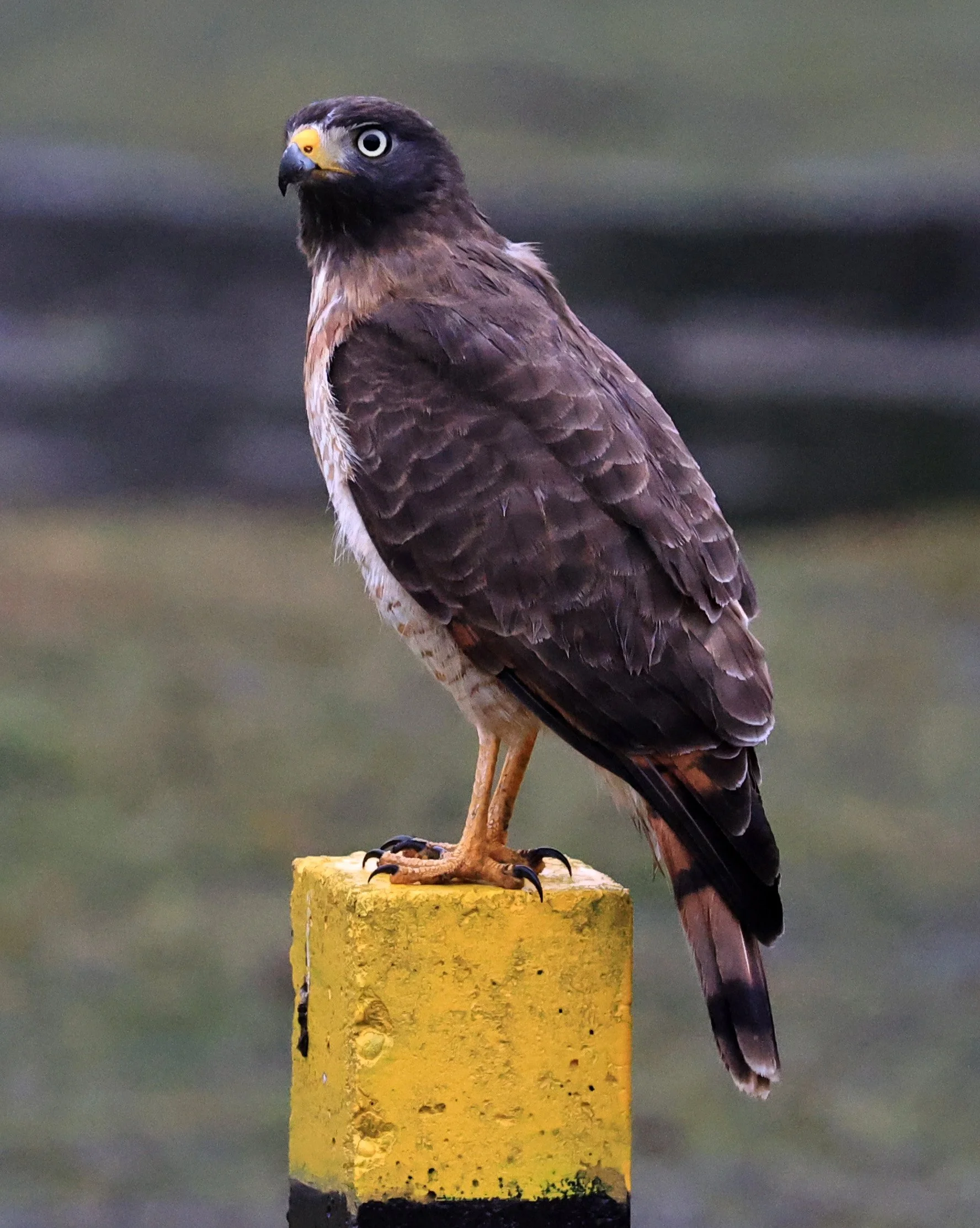 Roadside Hawk (Rupornis magnirostris) El Palmar National Park, Entre Rios, Argentina (1).jpg